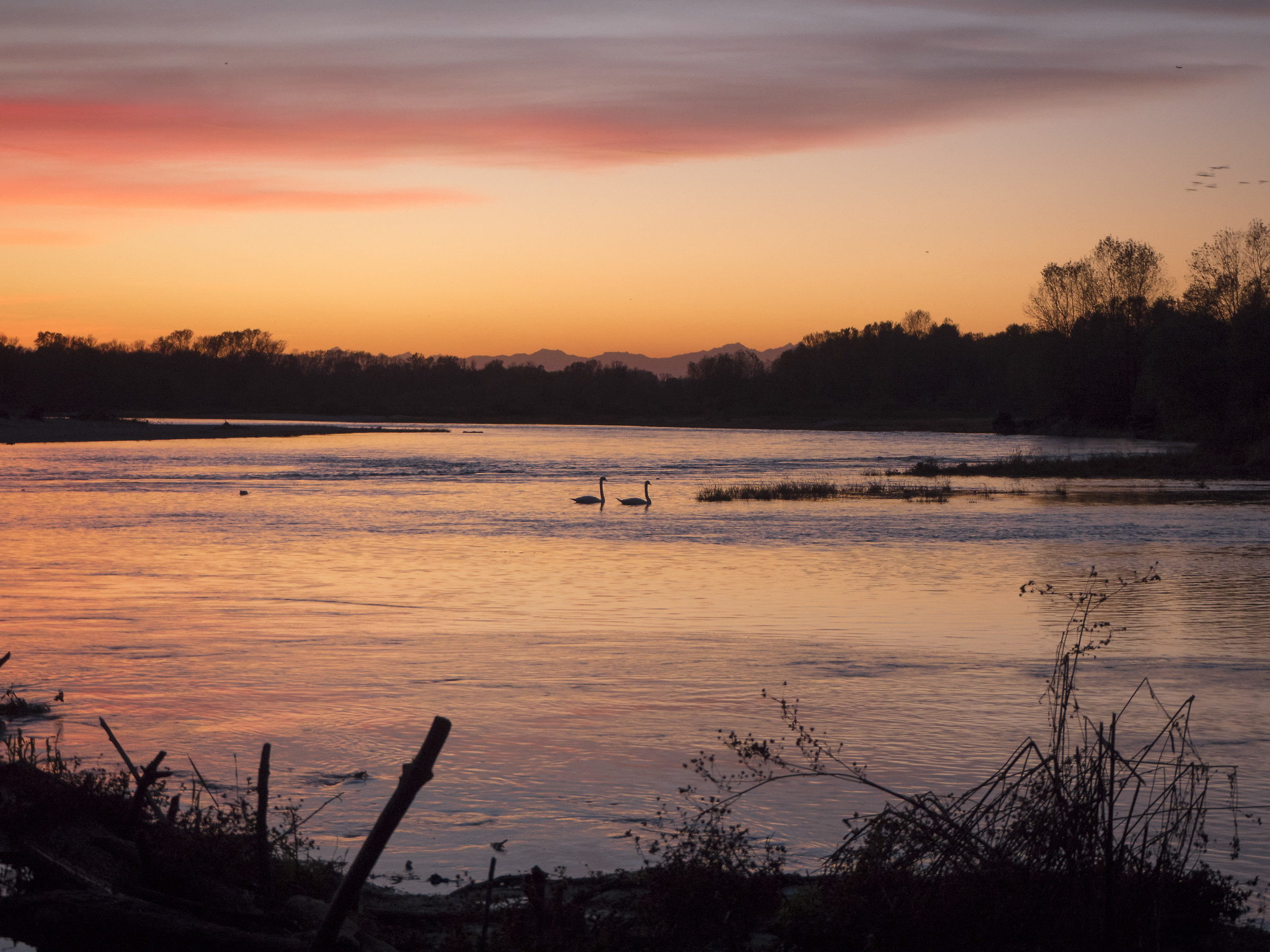Cigni al tramonto