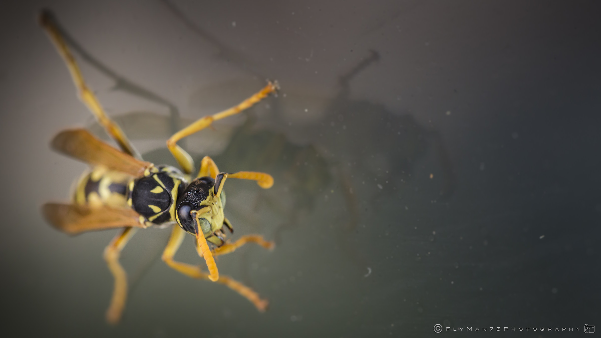 Vespa, on the glass, outdoor