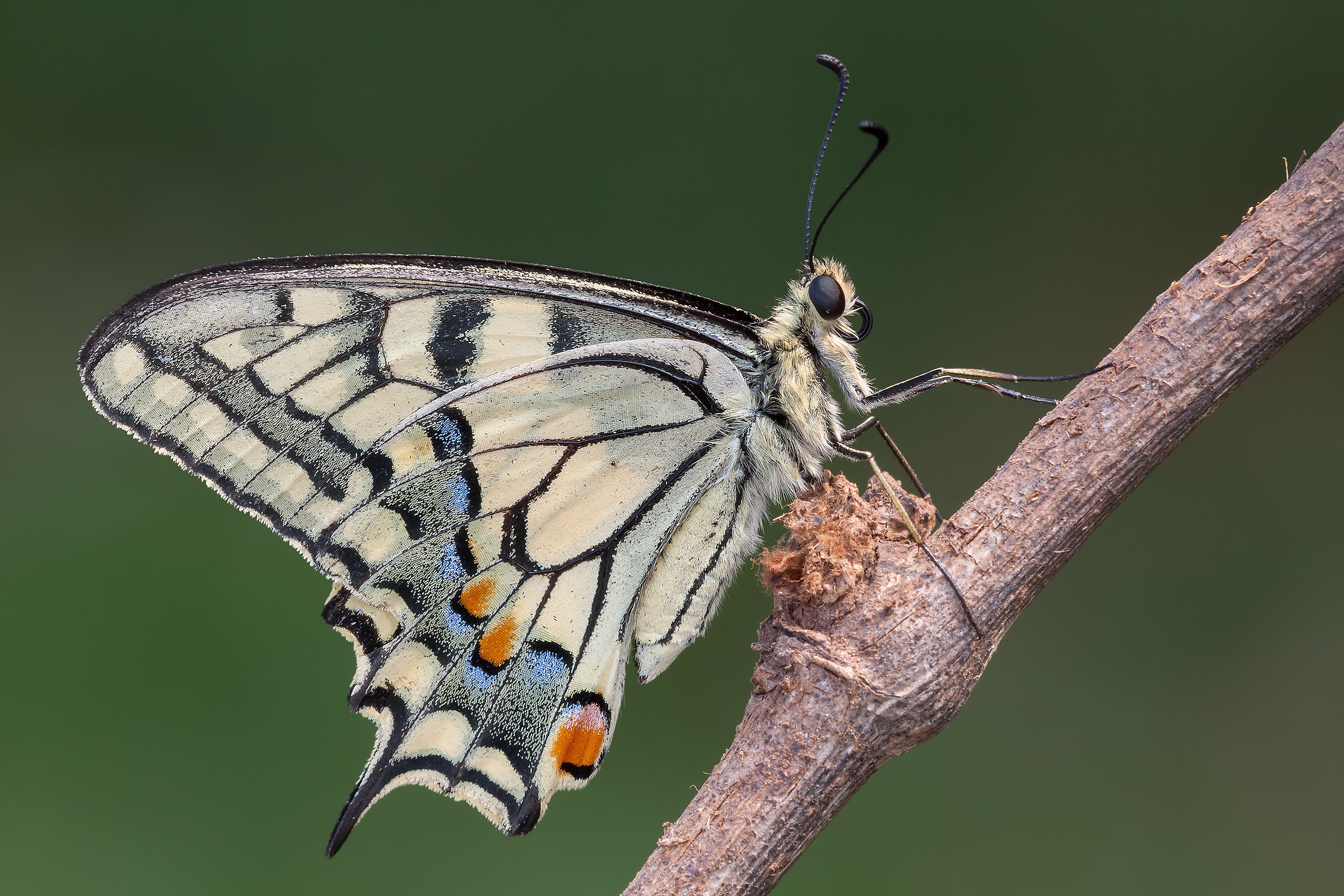 Papilio machaon (Linnaeus, 1758)