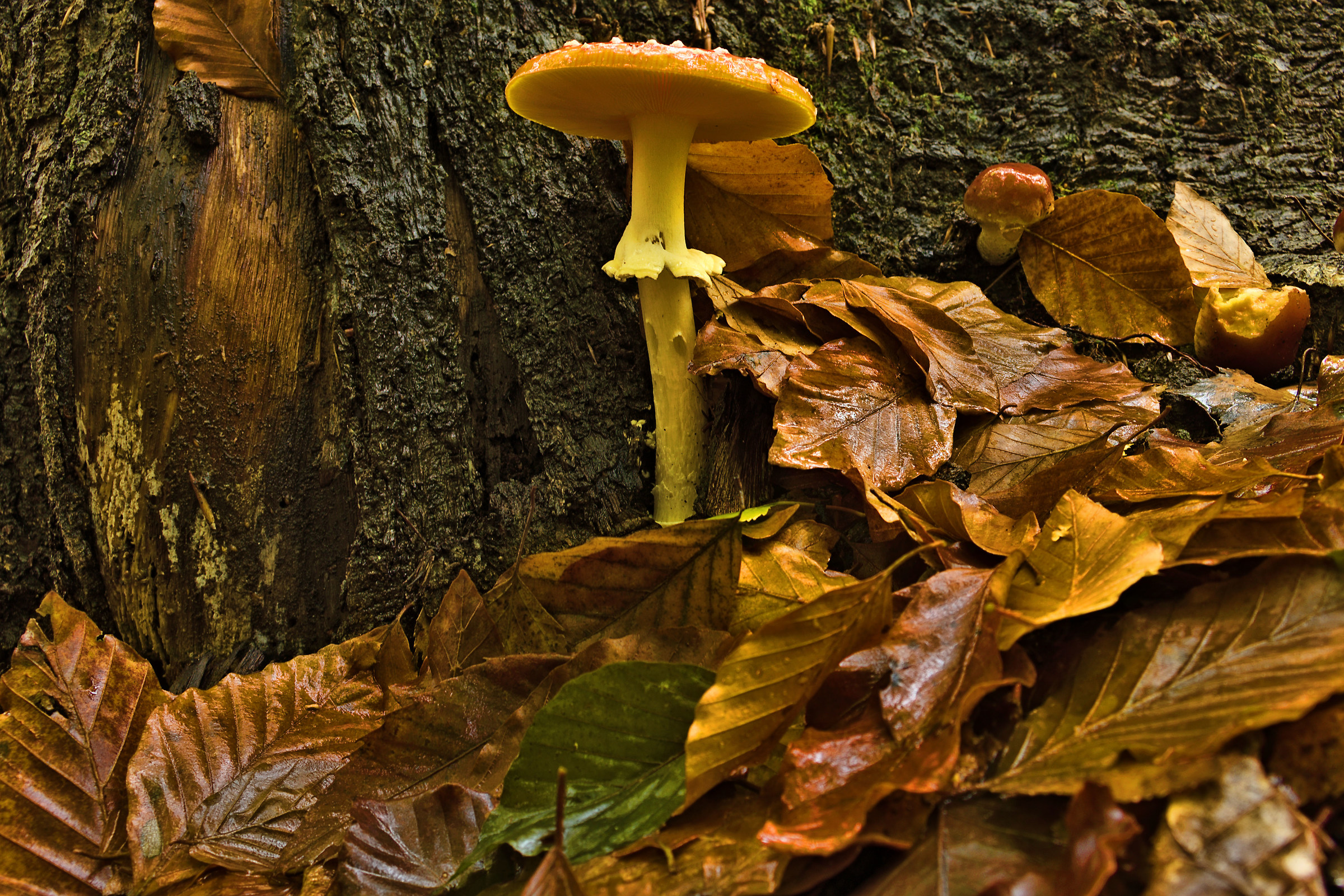 Amanita muscaria decentarta