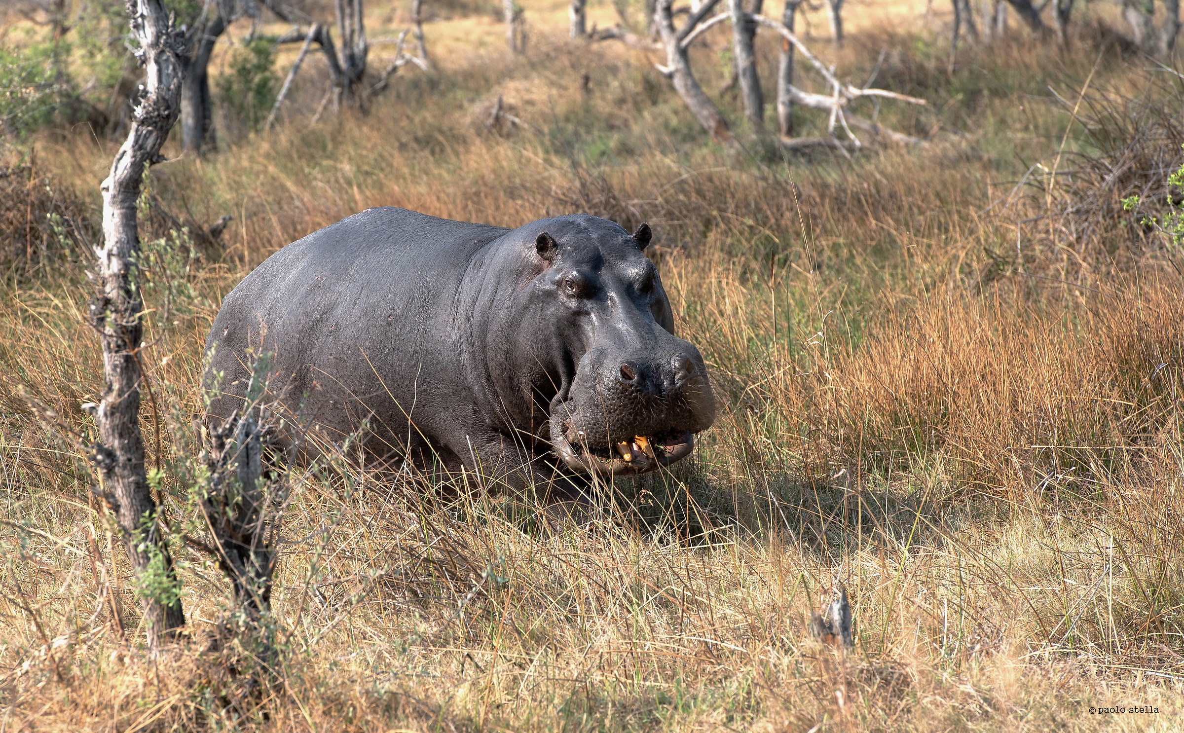 The Smile of the killer