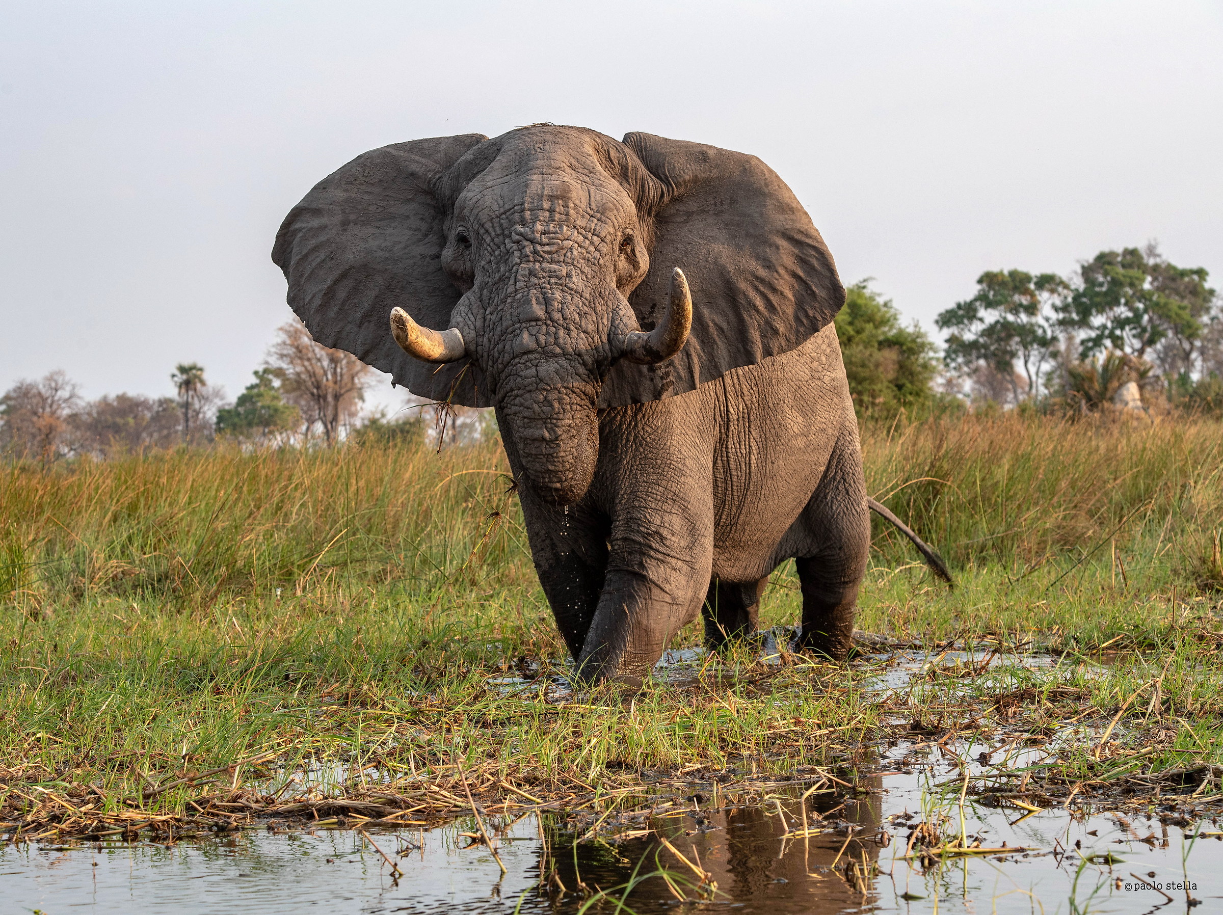 In the swamps of the Delta