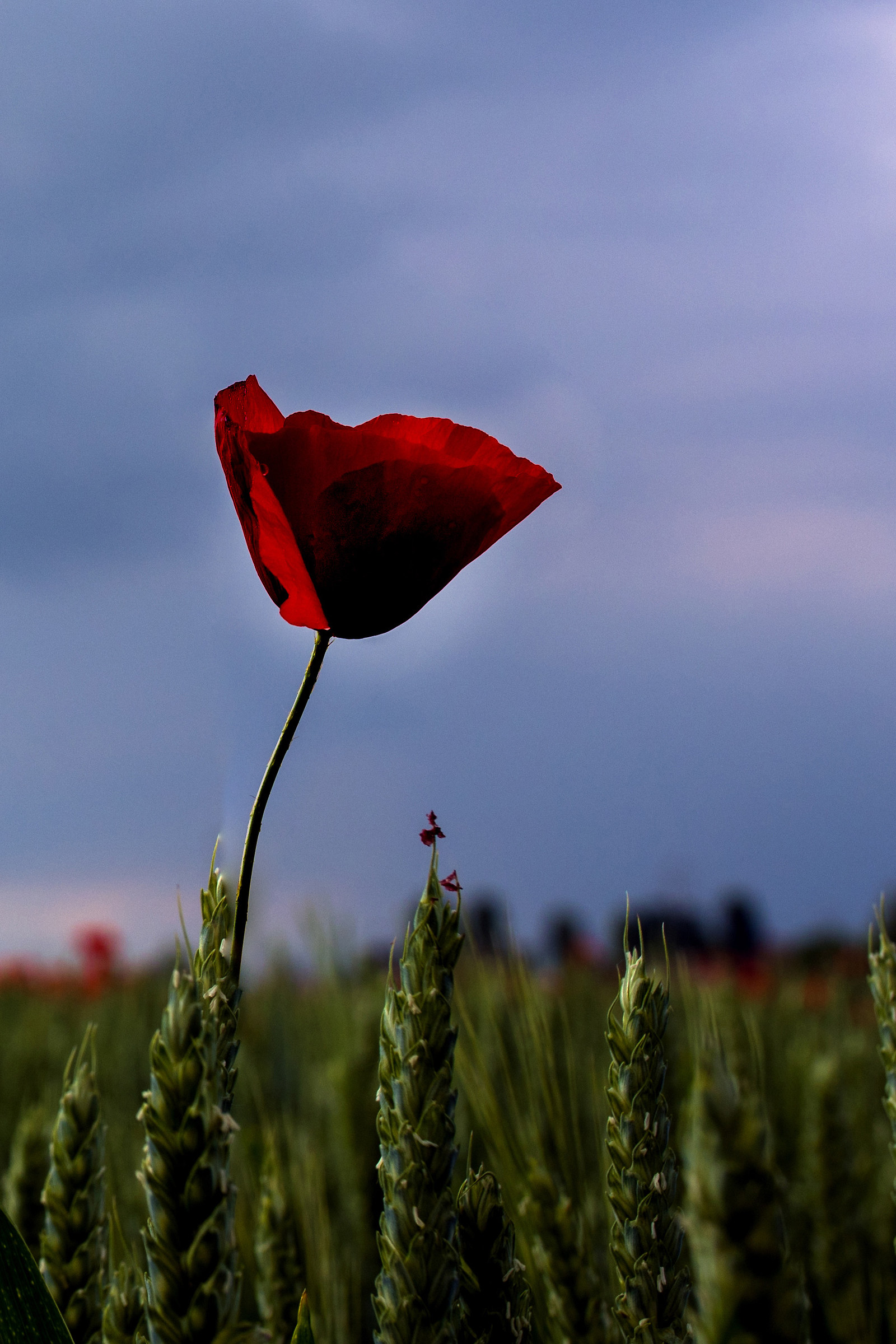 Poppy in the sky