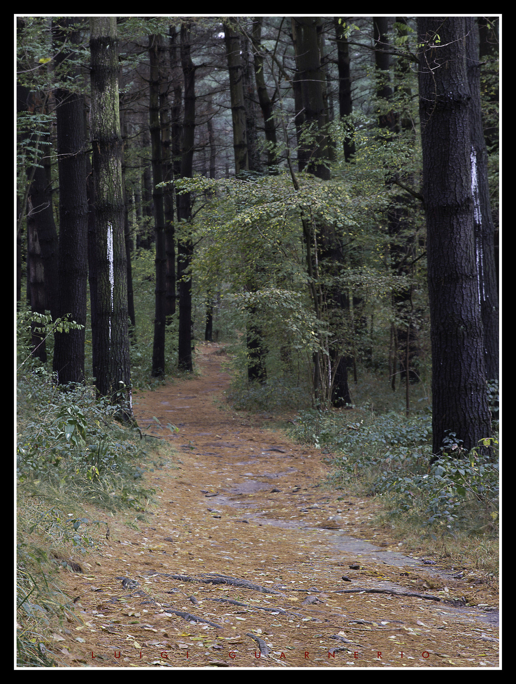 Early morning near home