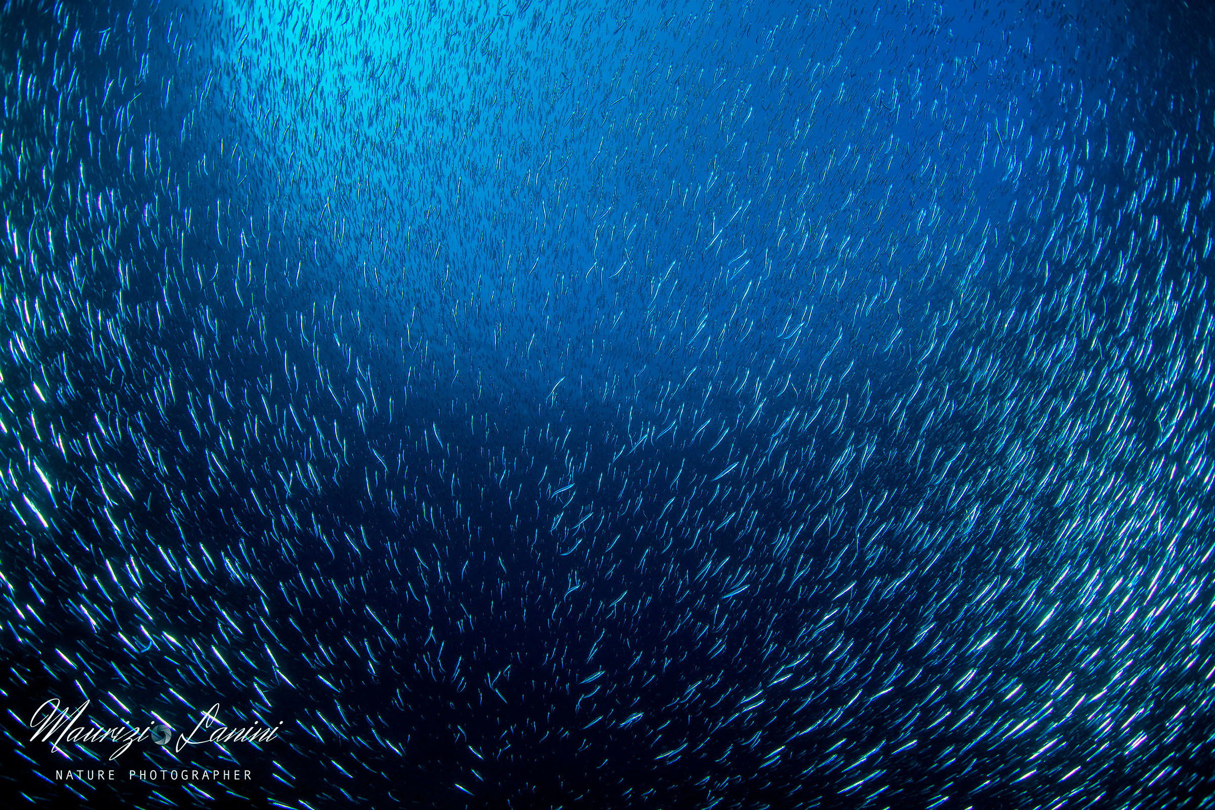 Un mare di avannotti