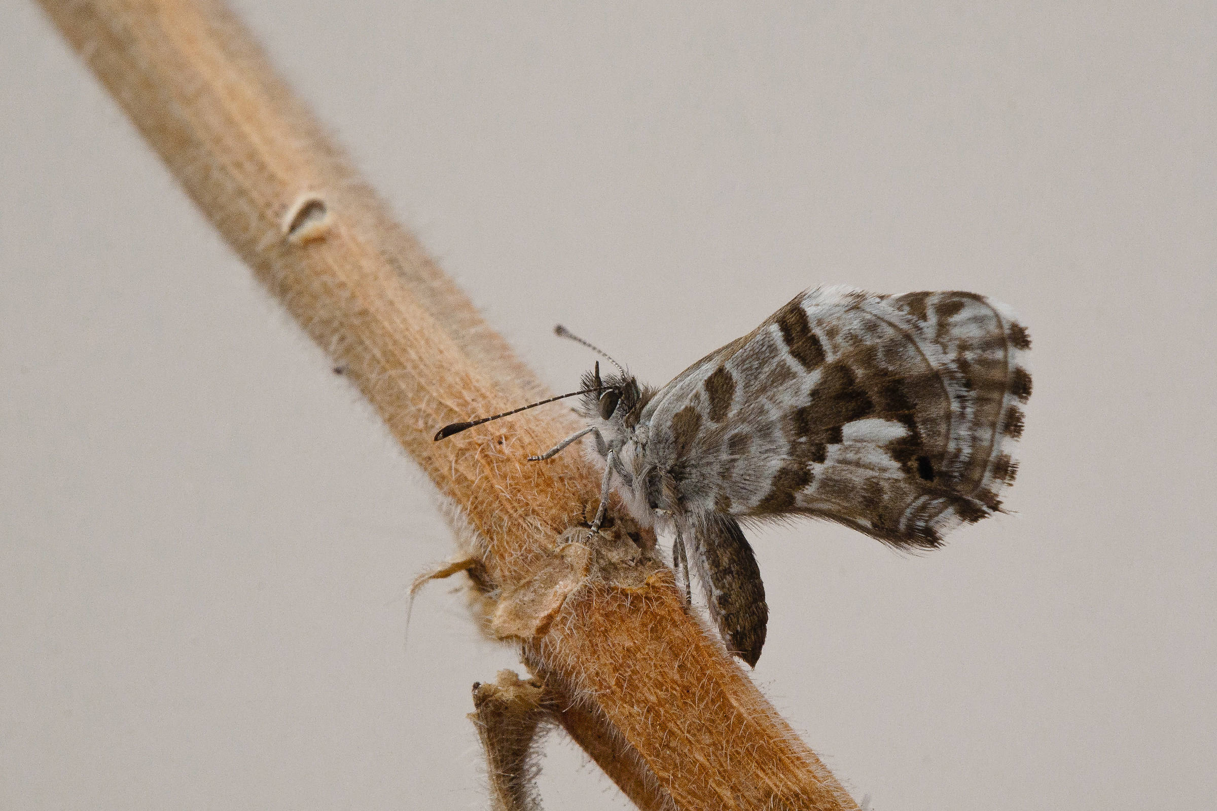 Geranians ' Licenid (Cacyreus marshalli)
