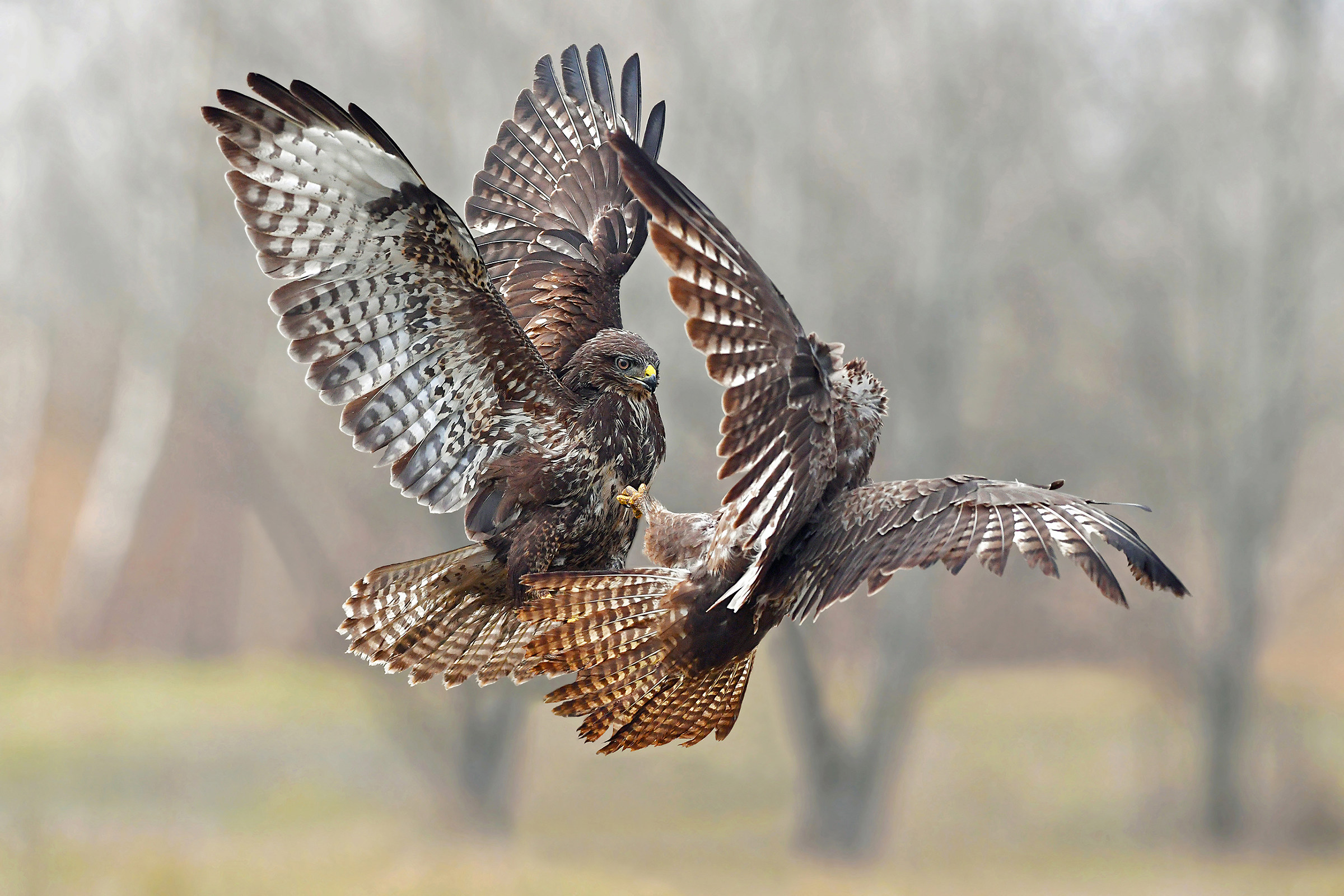 Fight in the fog  ( Poiana )