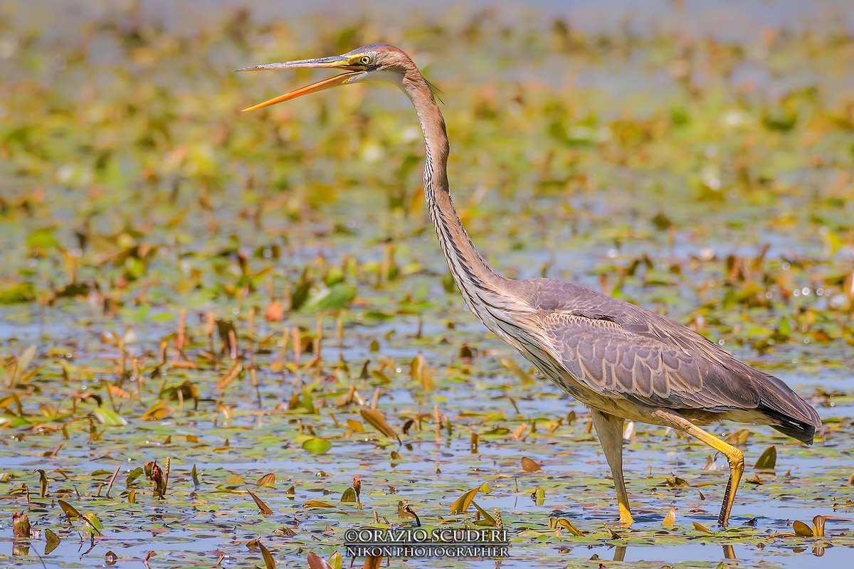 Ardea purpurea