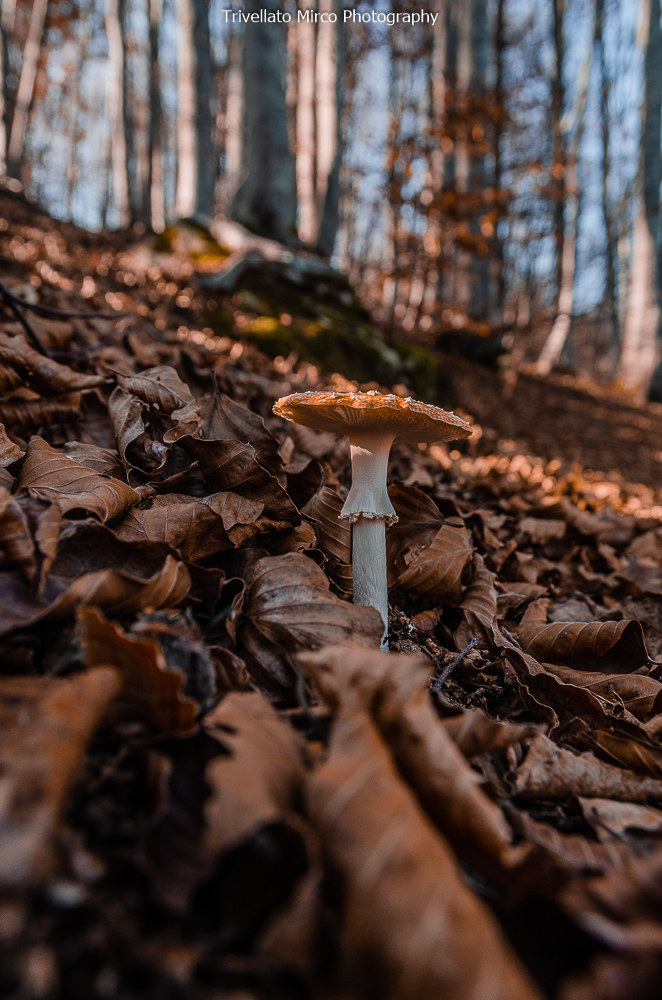Nel bosco....incontri ravvicinati....