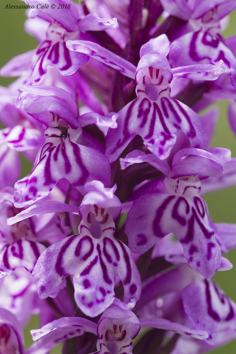 Dactylorhiza fuchsii 0166