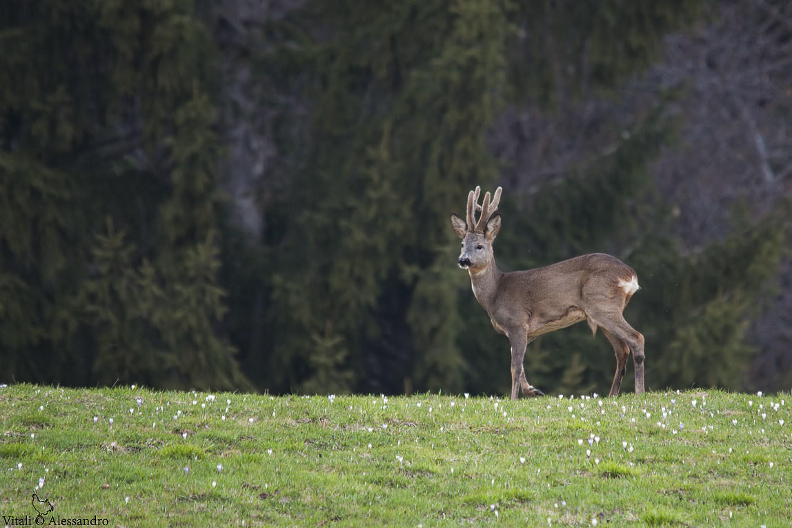 Velvet roe deer....