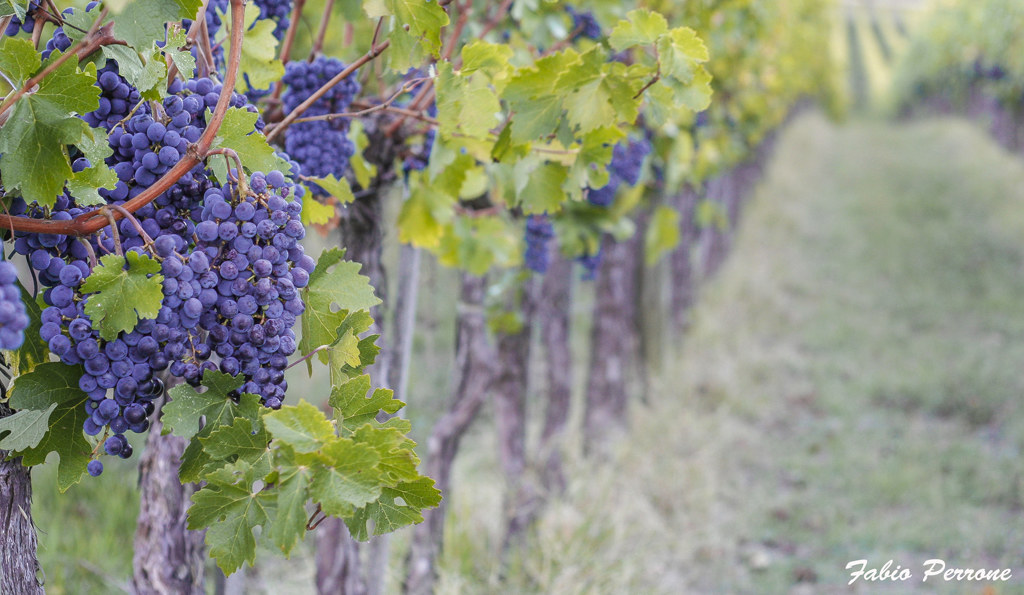 La Strada del Sagrantino