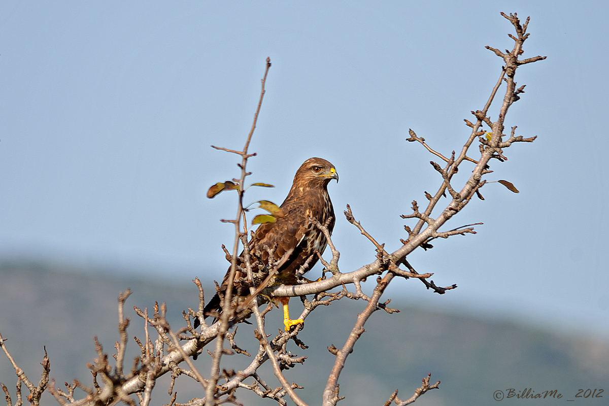 Buzzard