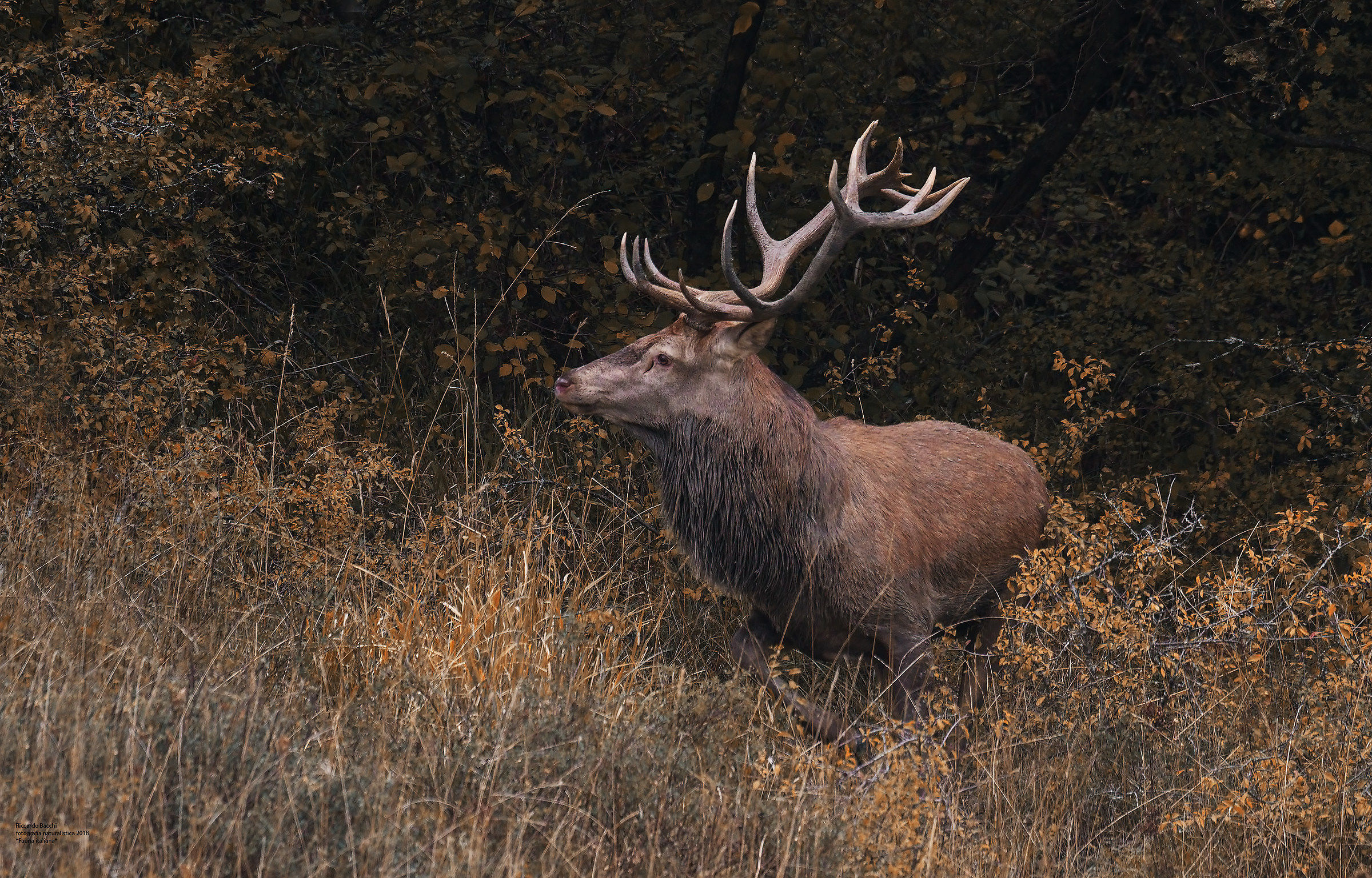 Cervo nobile e Prugnoli