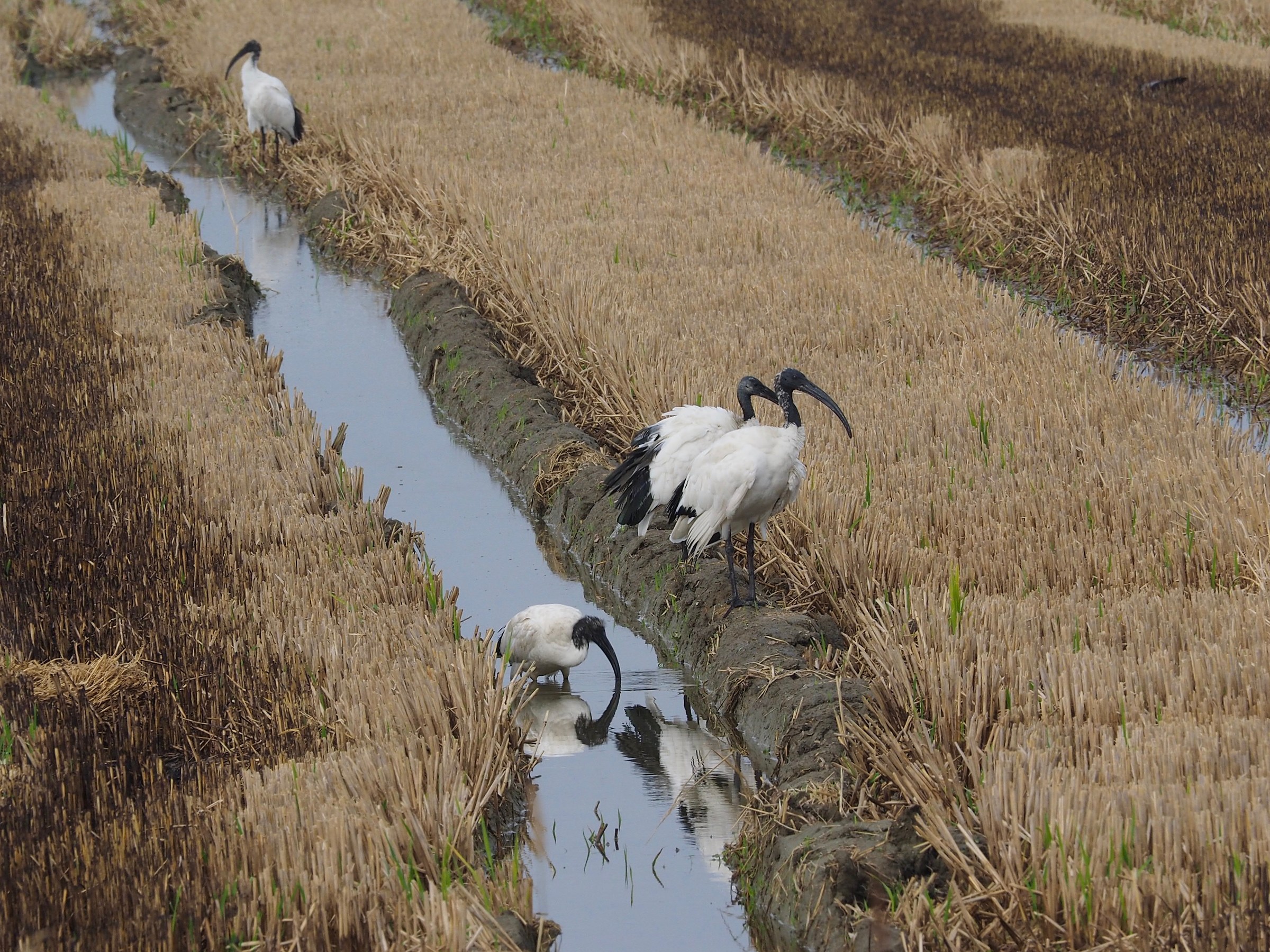 Ibis Reali nella risaia di Porto Tolle
