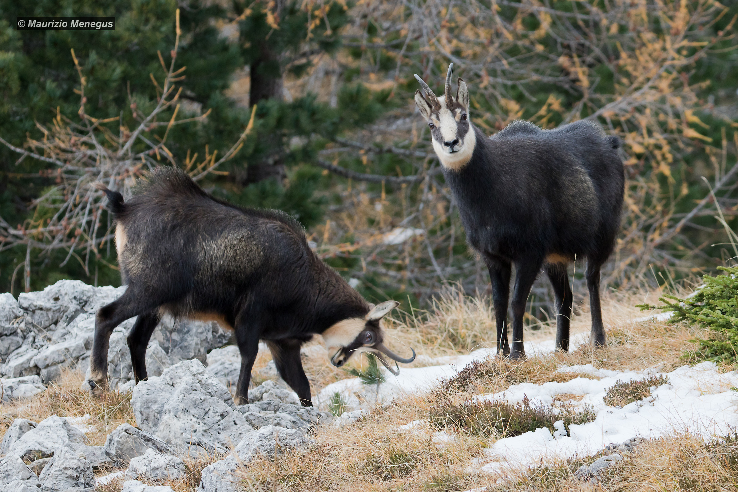 Aumenta la tensione tra i rivali