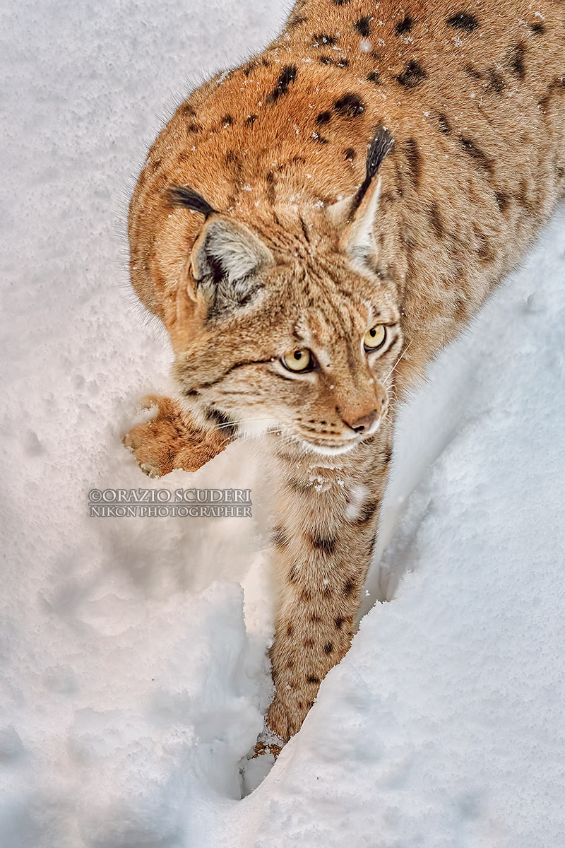 Lynx lynx
