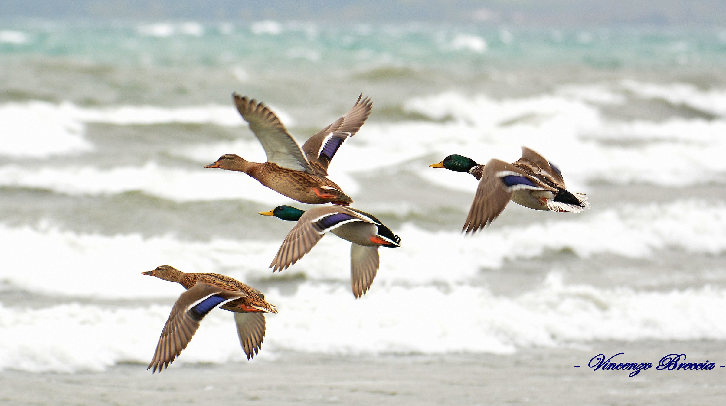 Doppia coppia controvento - Quartetto di germani reali
