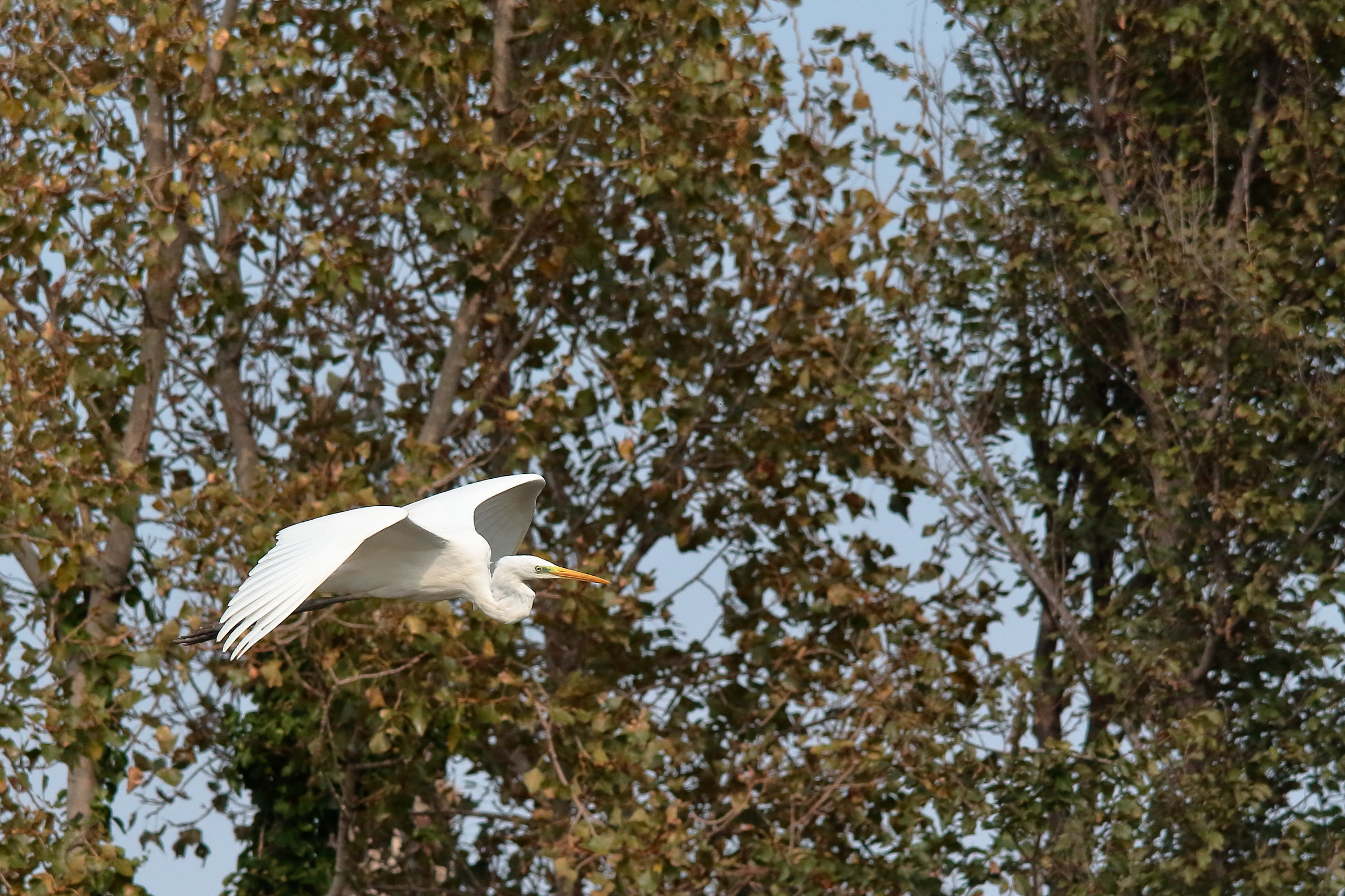 Heron in Flight 1