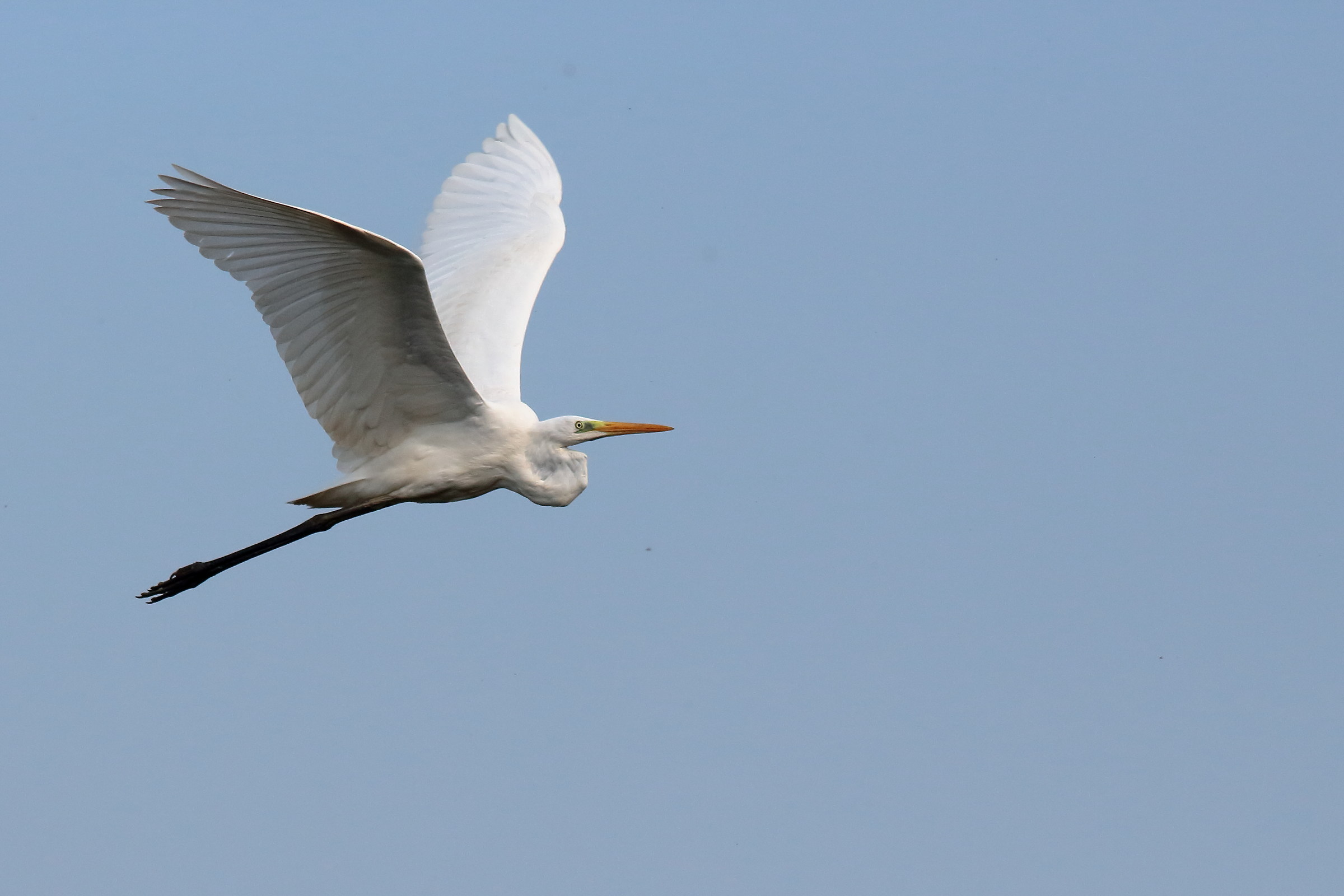 Heron in Flight 2