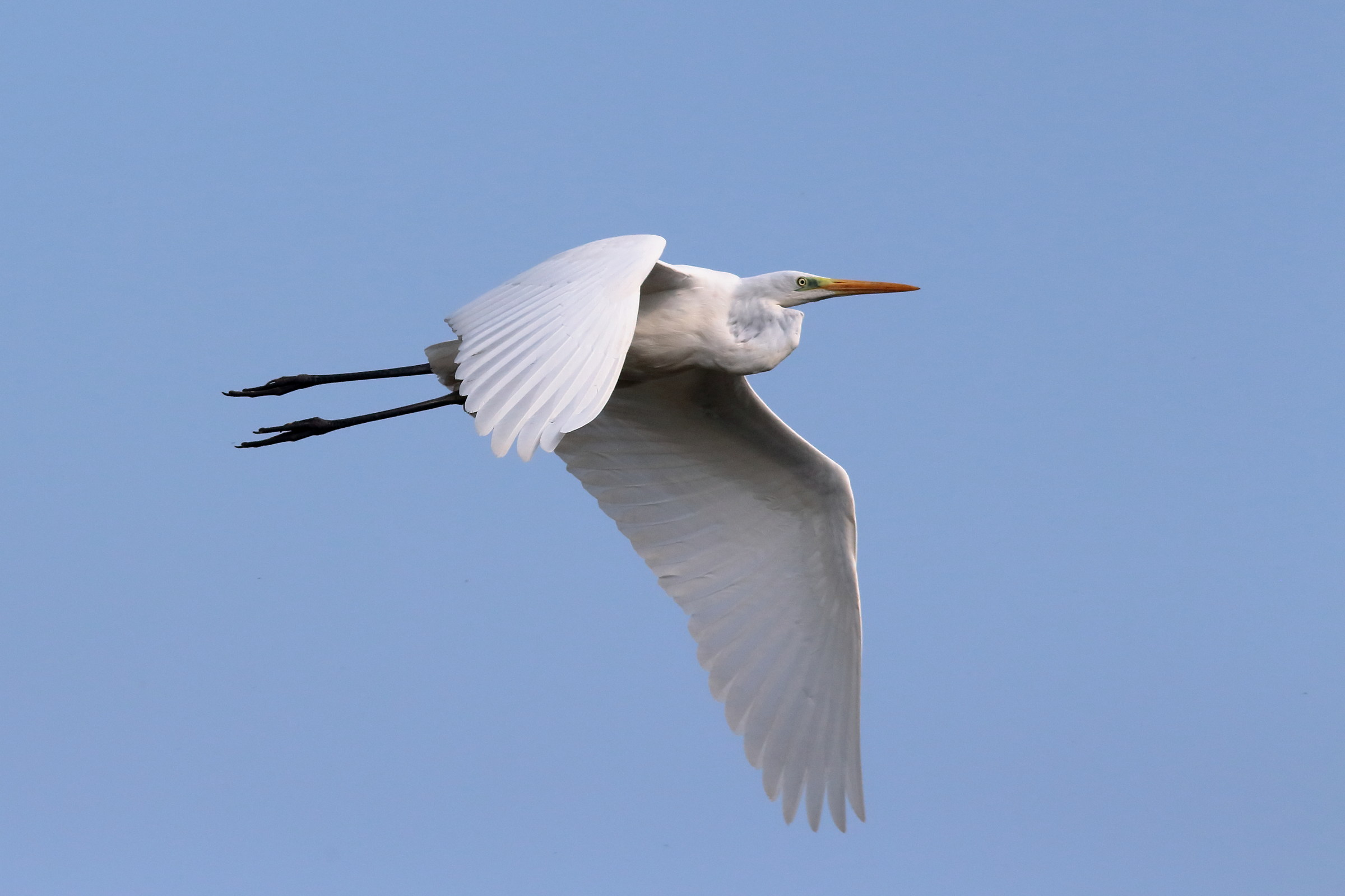Heron in Flight 3