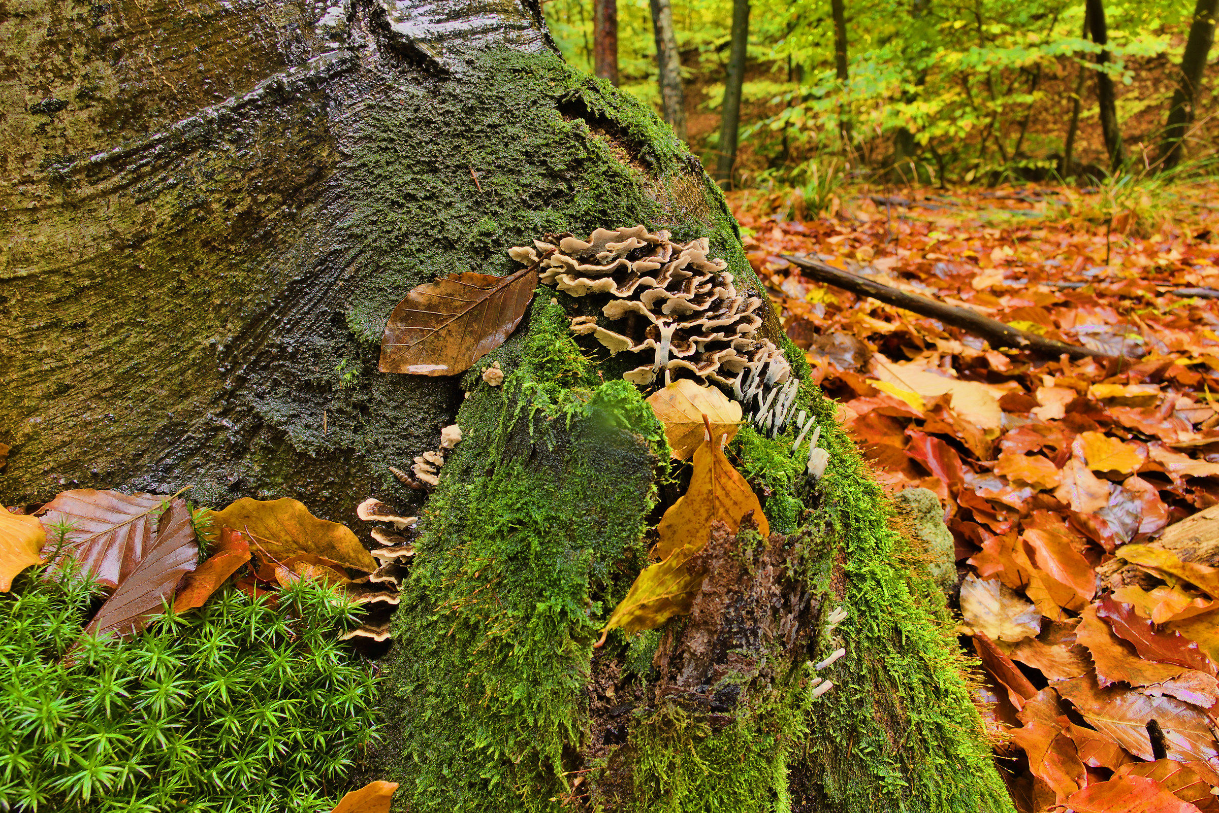 Versione consigliata da un caro amico: Tiatyper
