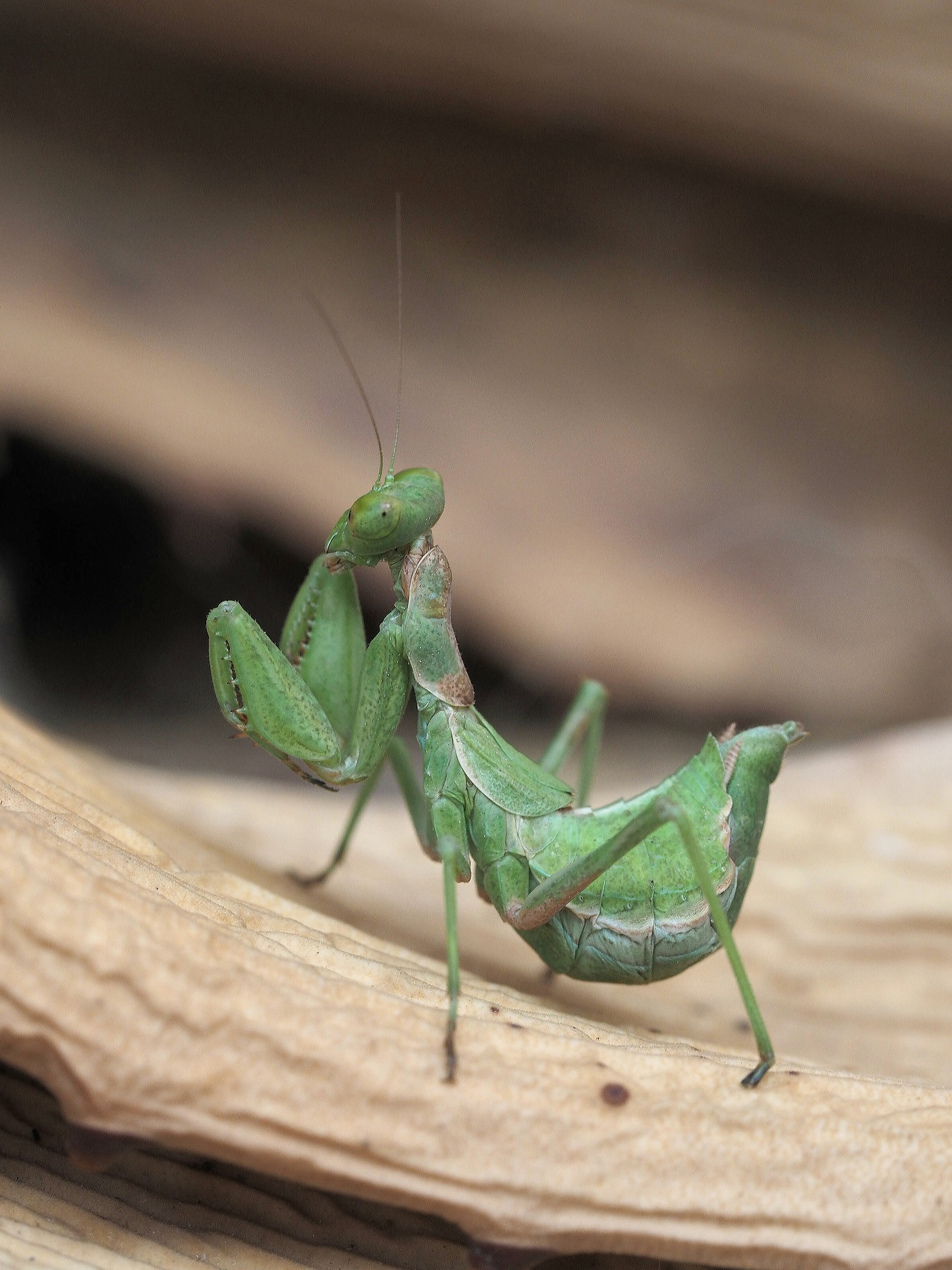 Praying mantis