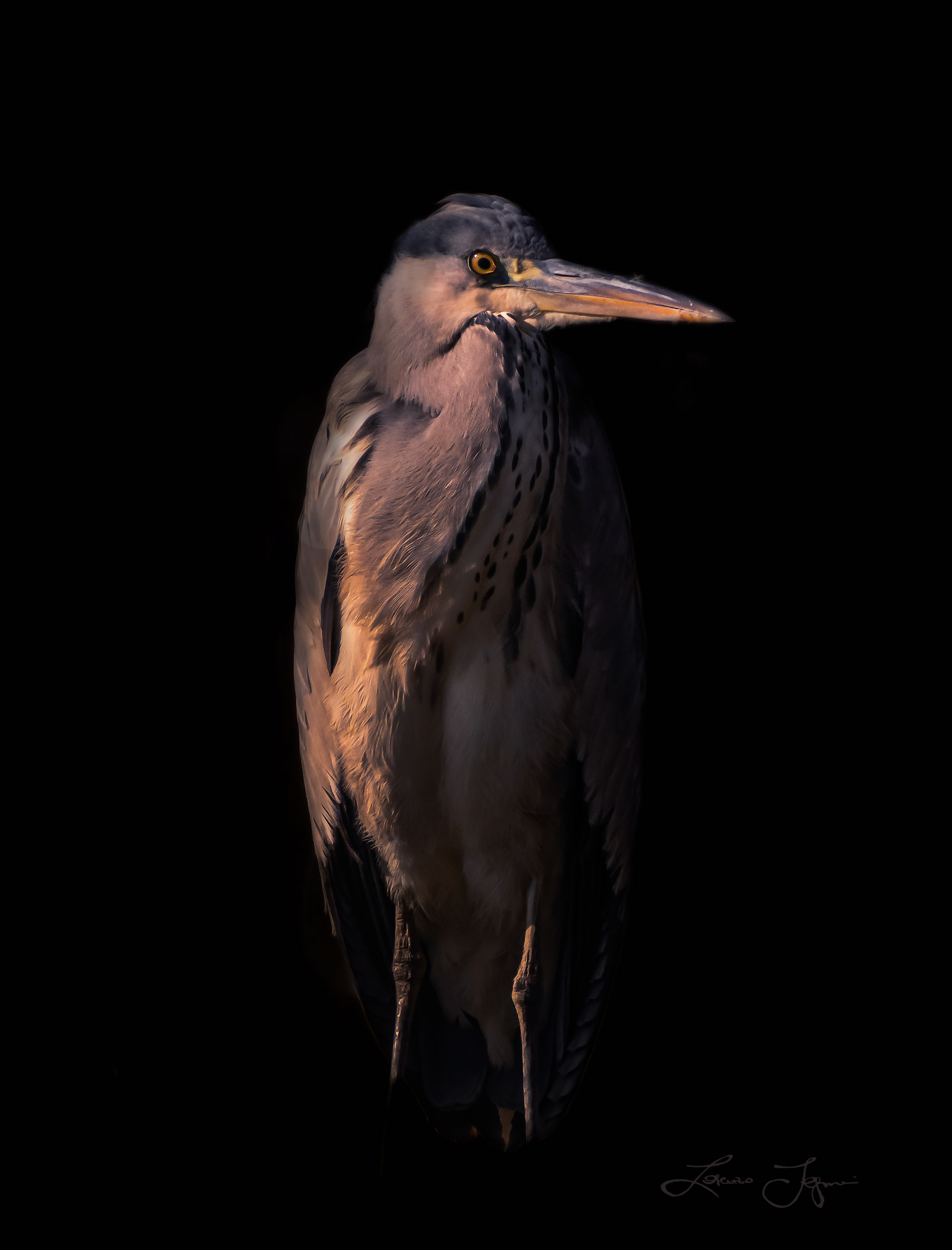 Different Shades of Grey