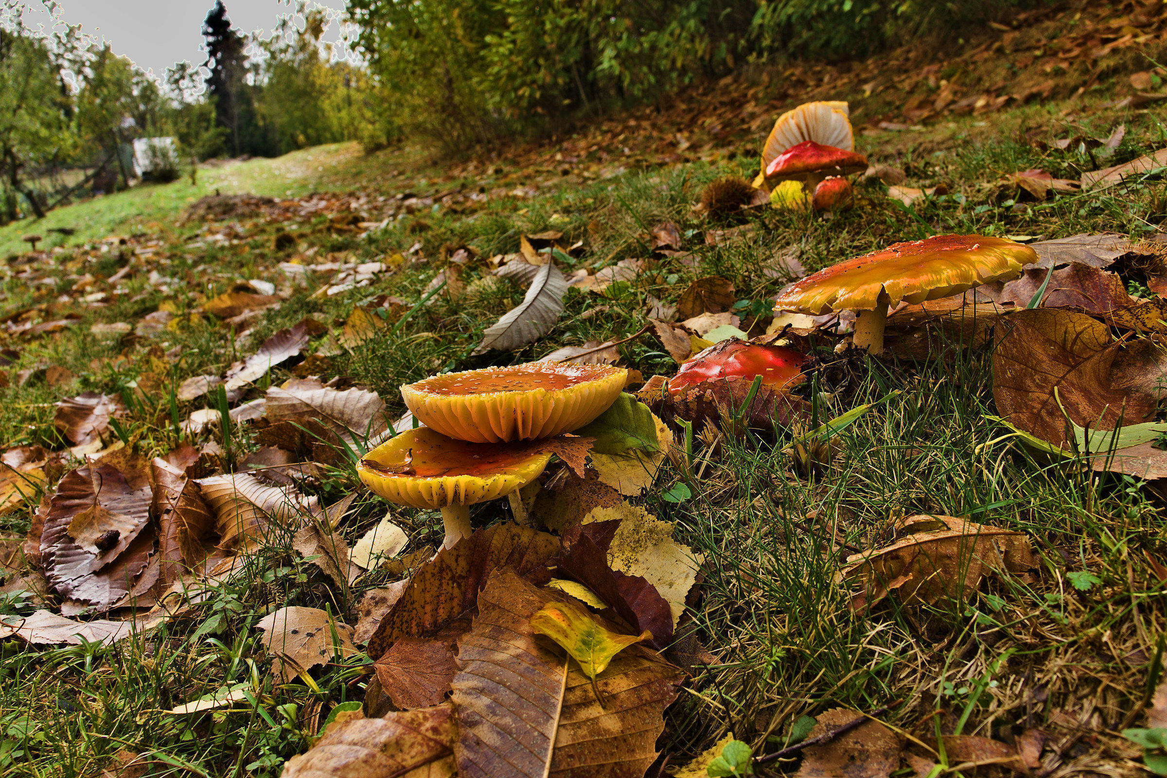 Amanite Muscarie Group One