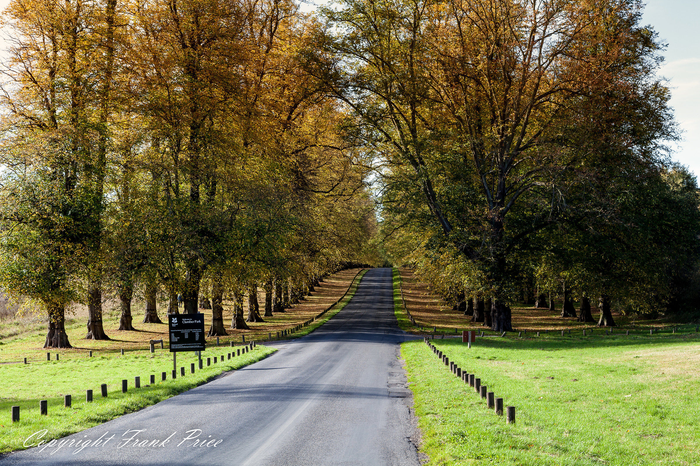 Clumber Park-Viale di tiglio