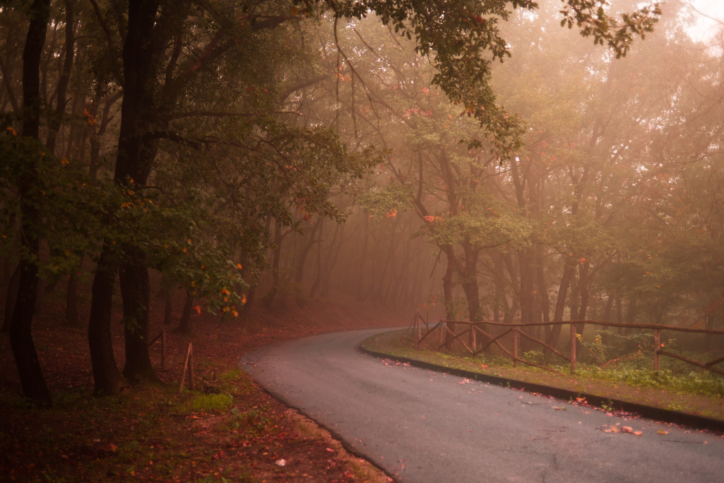 The forest in the fog