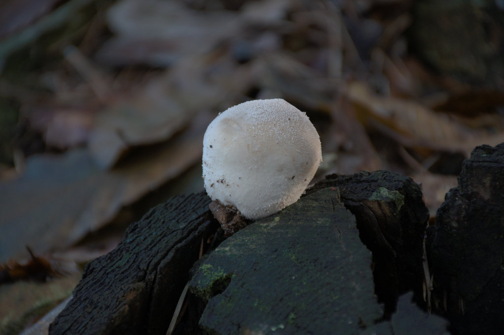 ...solitario in mezzo al ceppo