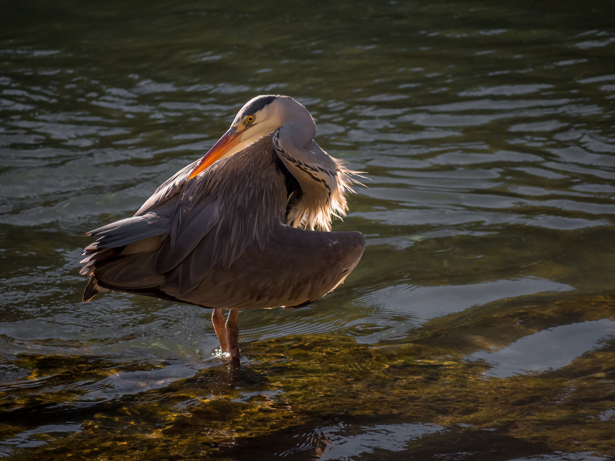 Backlight............