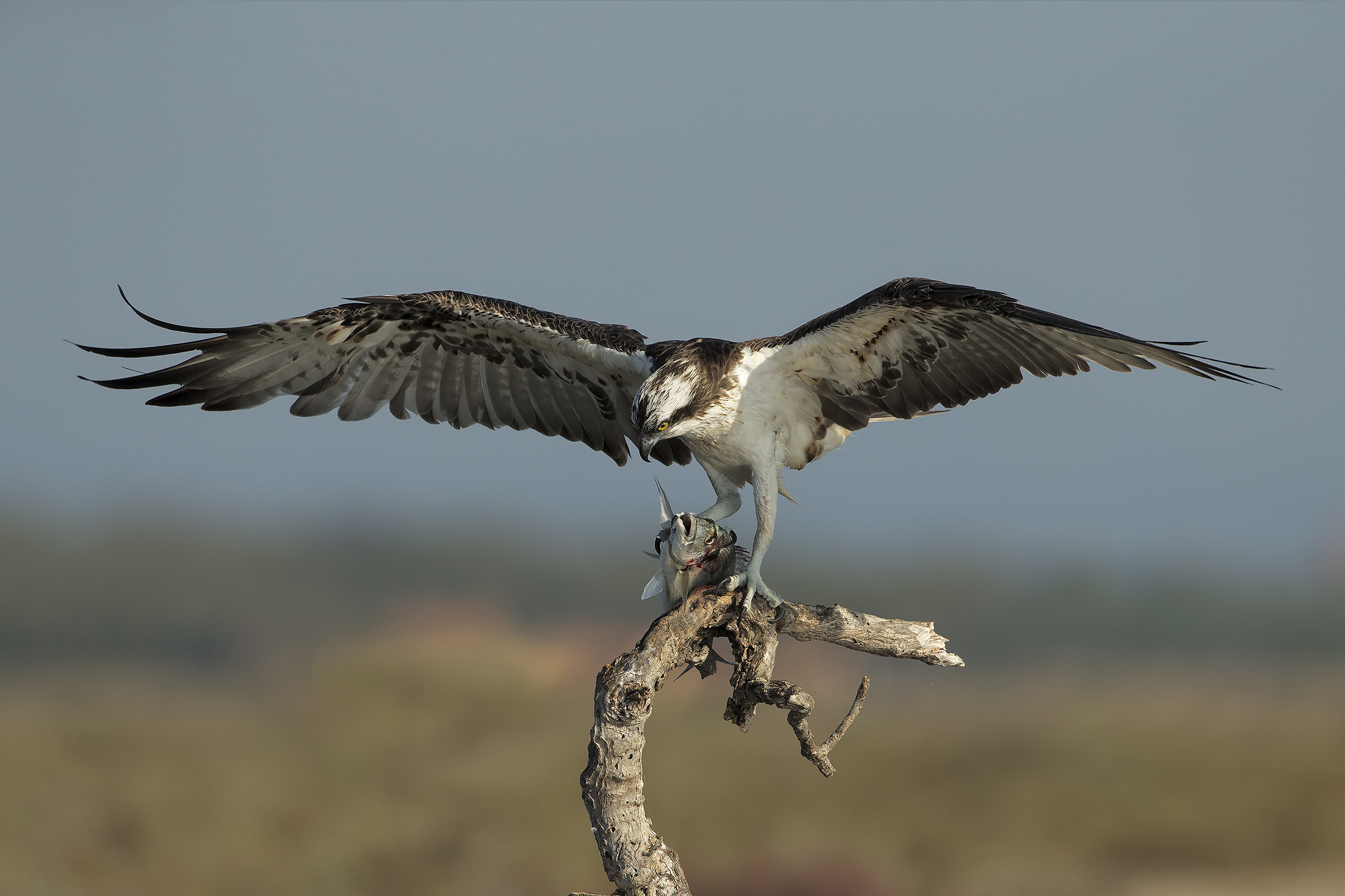 La legge della Natura