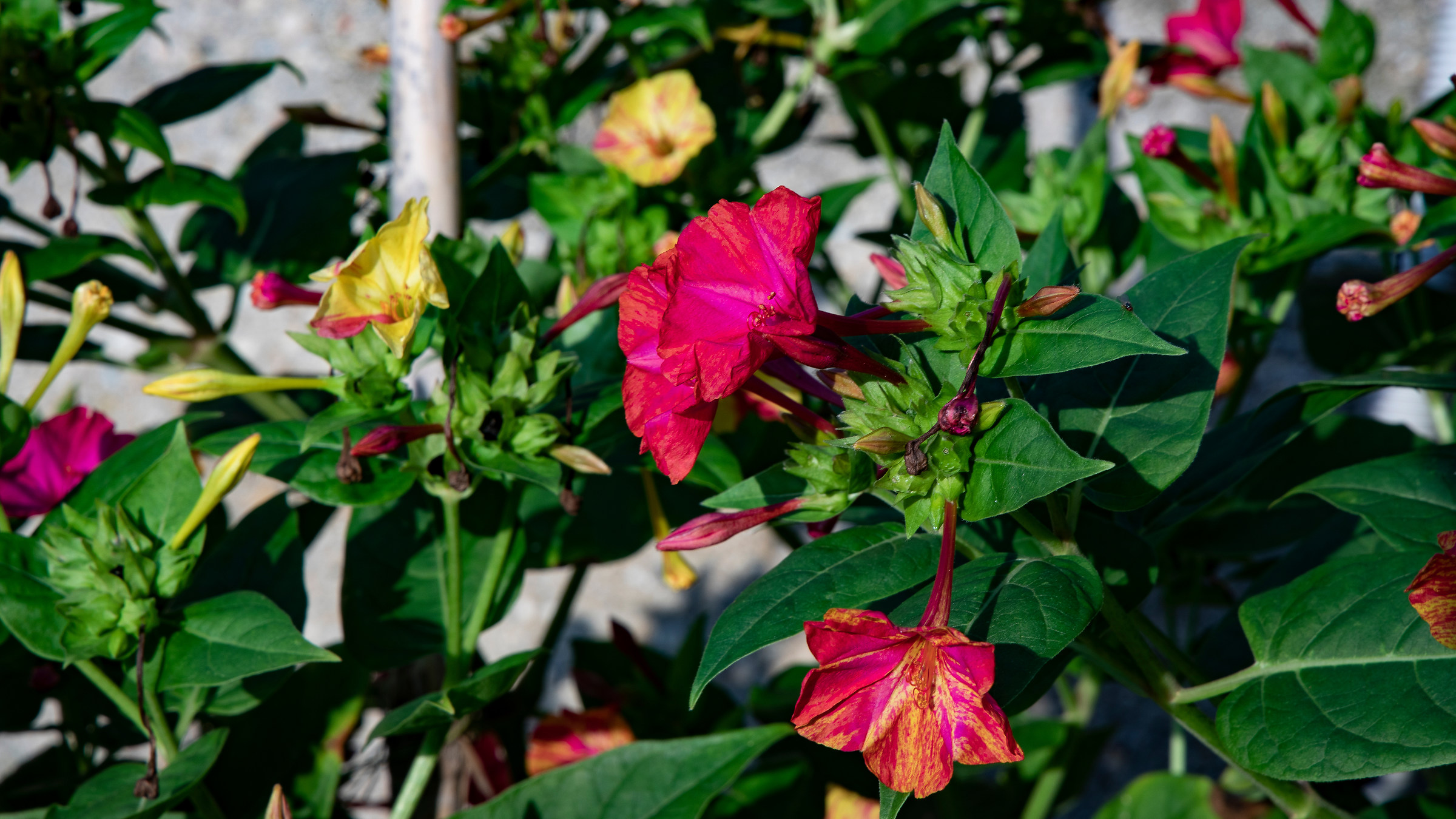 Bella di notte (di giorno)