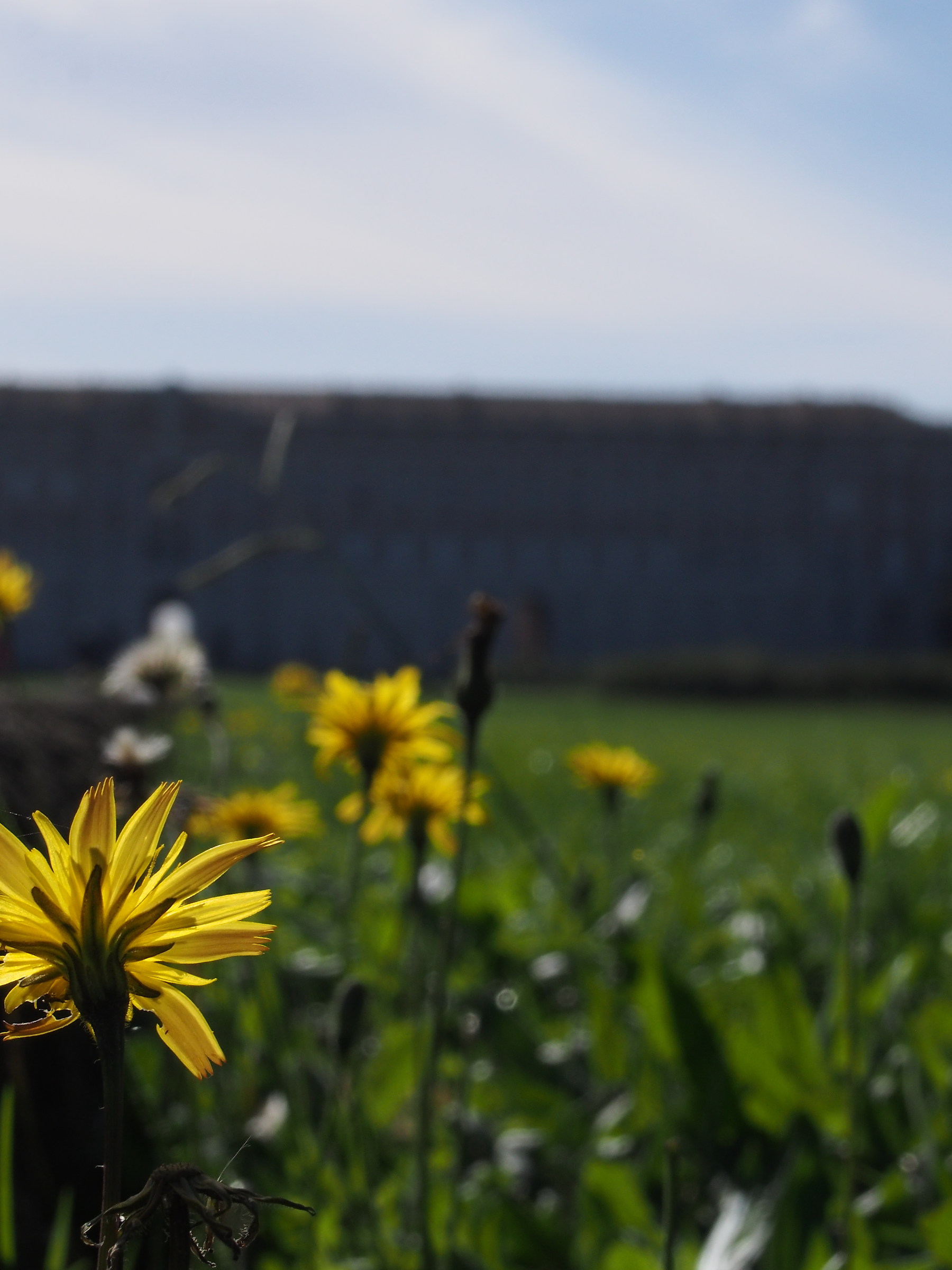Dove guardano i fiori