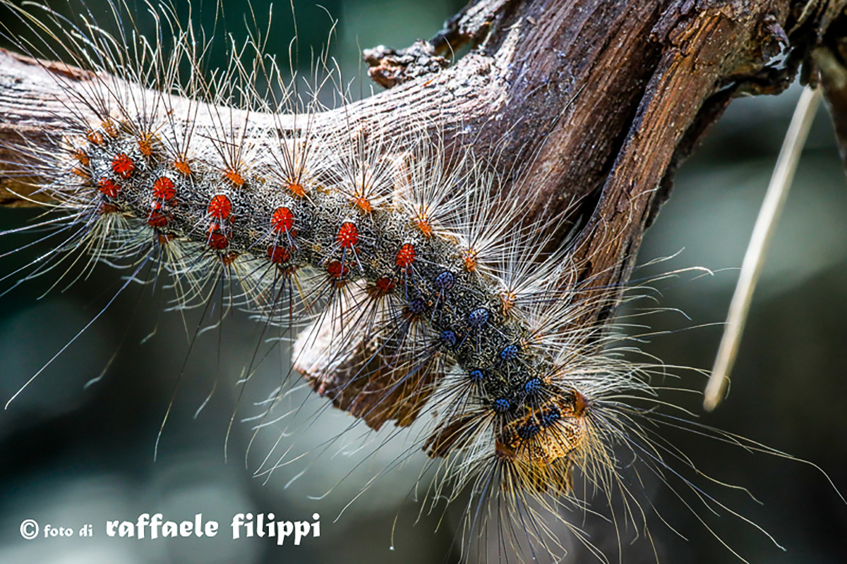 Caterpillar of the Lymantria dispar