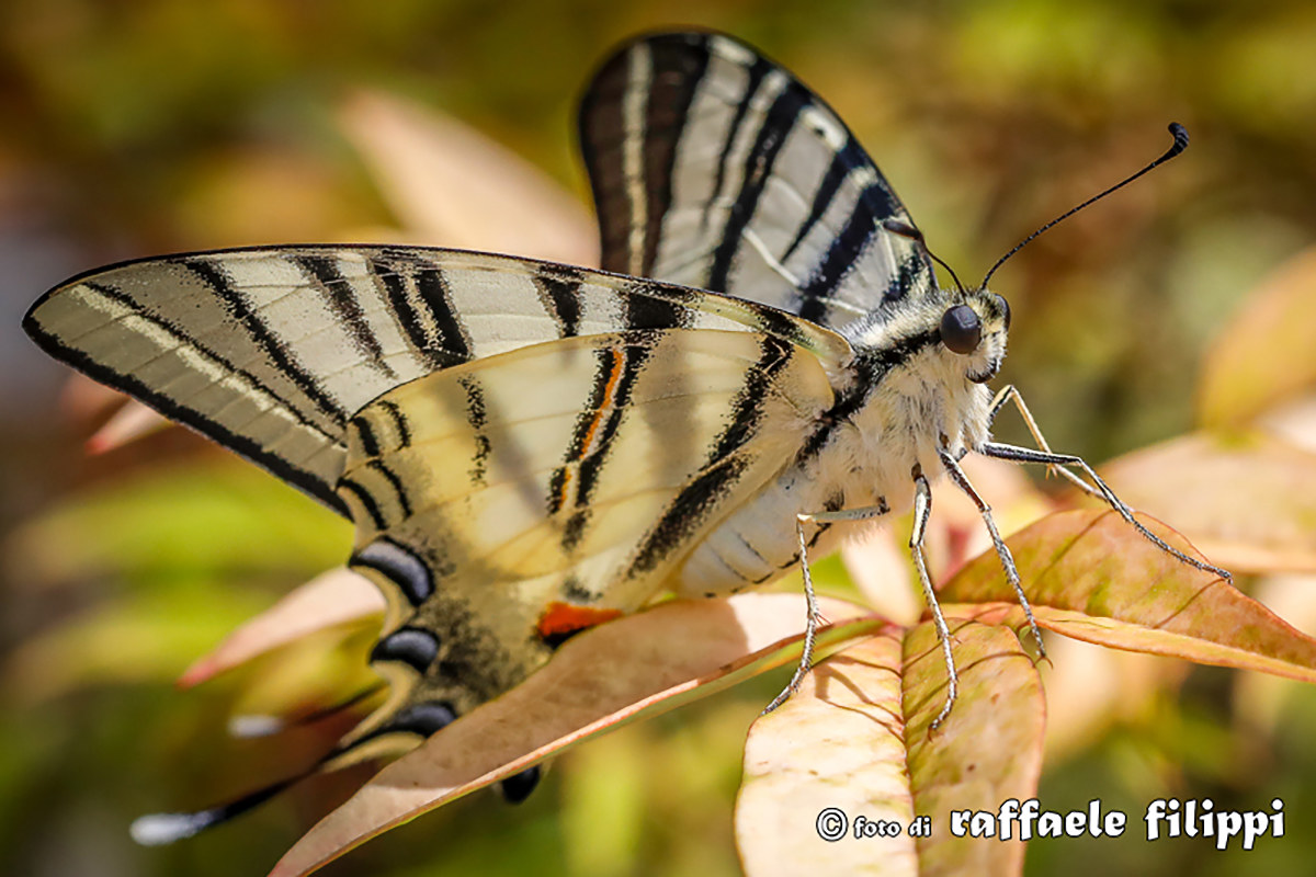 Iphiclides Podalirius