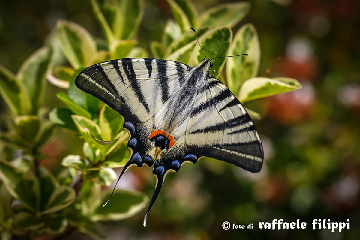 Iphiclides Podalirius