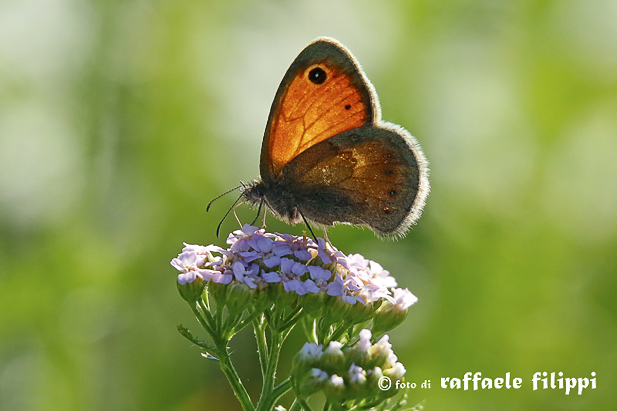 The Lesser nymph or Panfila (Coenonympha pamphilus