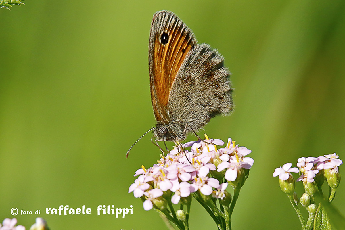 The Lesser nymph or Panfila (Coenonympha pamphilus