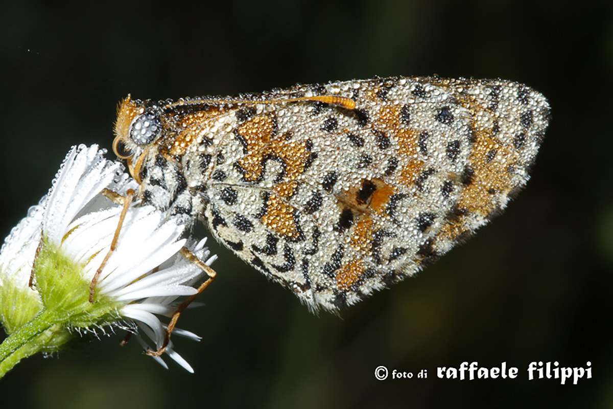 Dew-Covered Melitaea