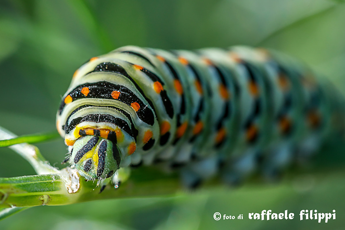 Macaone Caterpillar
