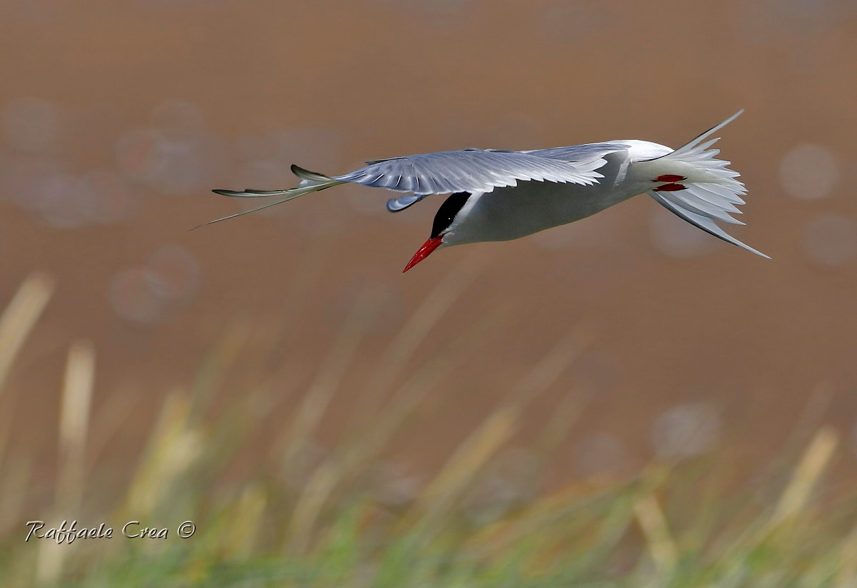 Sterna Artica o Codalunga