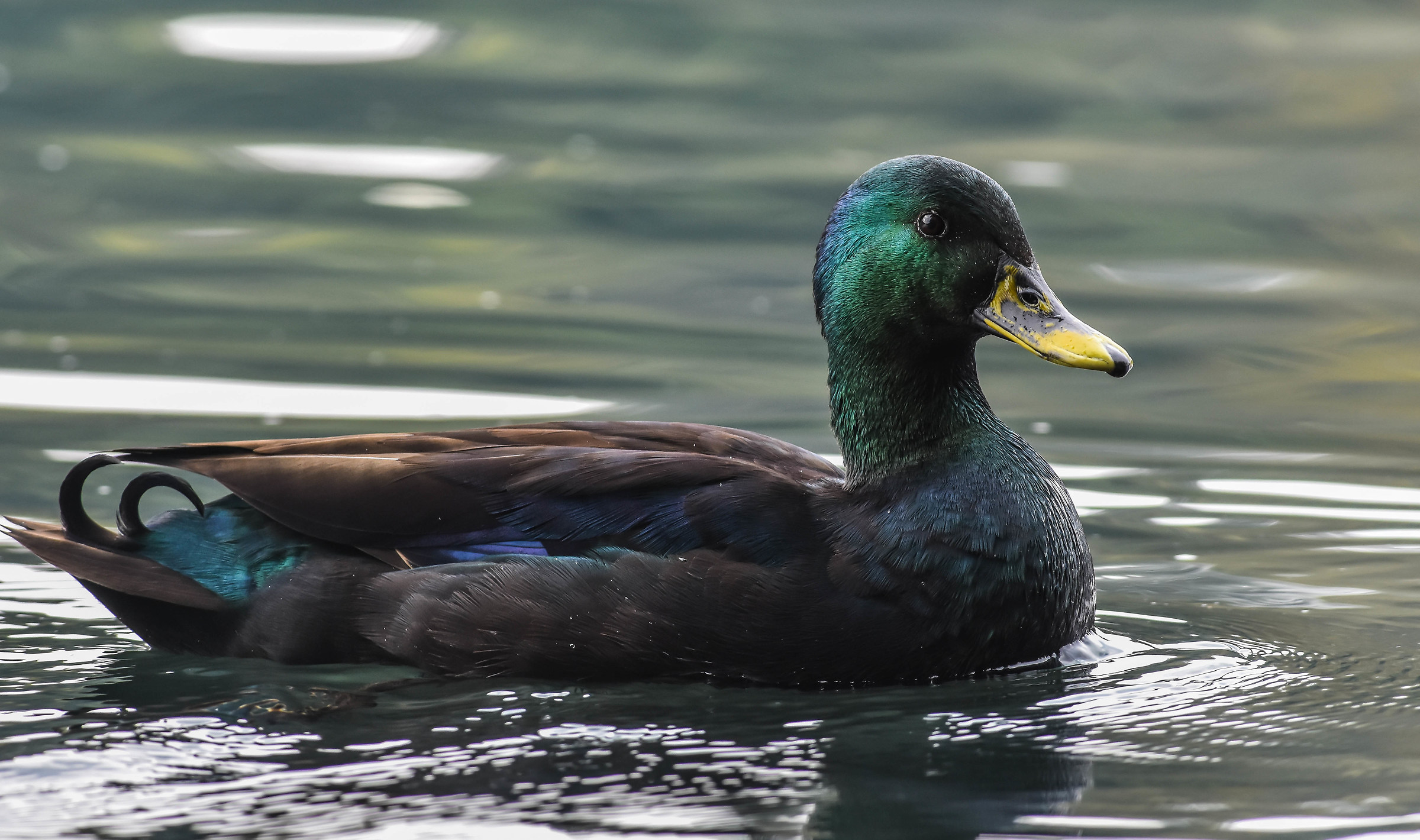Dark Mallard