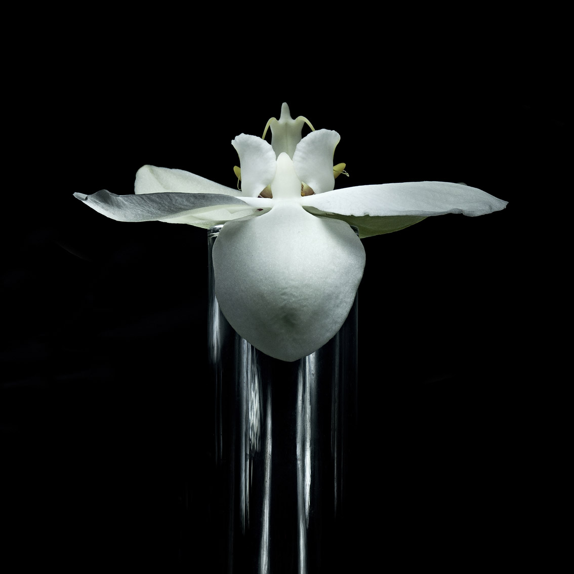 steelflowers nikon d300s tamron 17/50