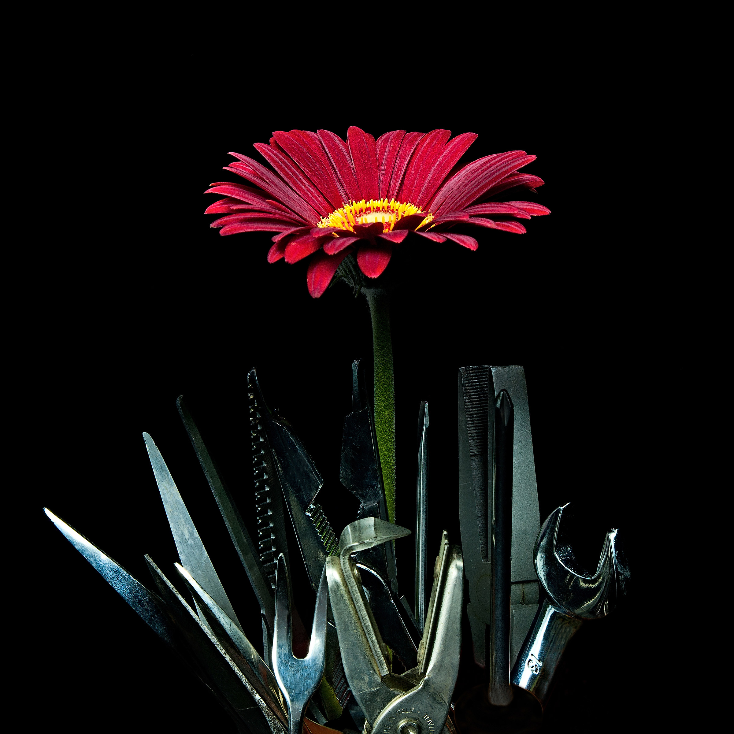 steelflowers nikon d300s tamron 17/50