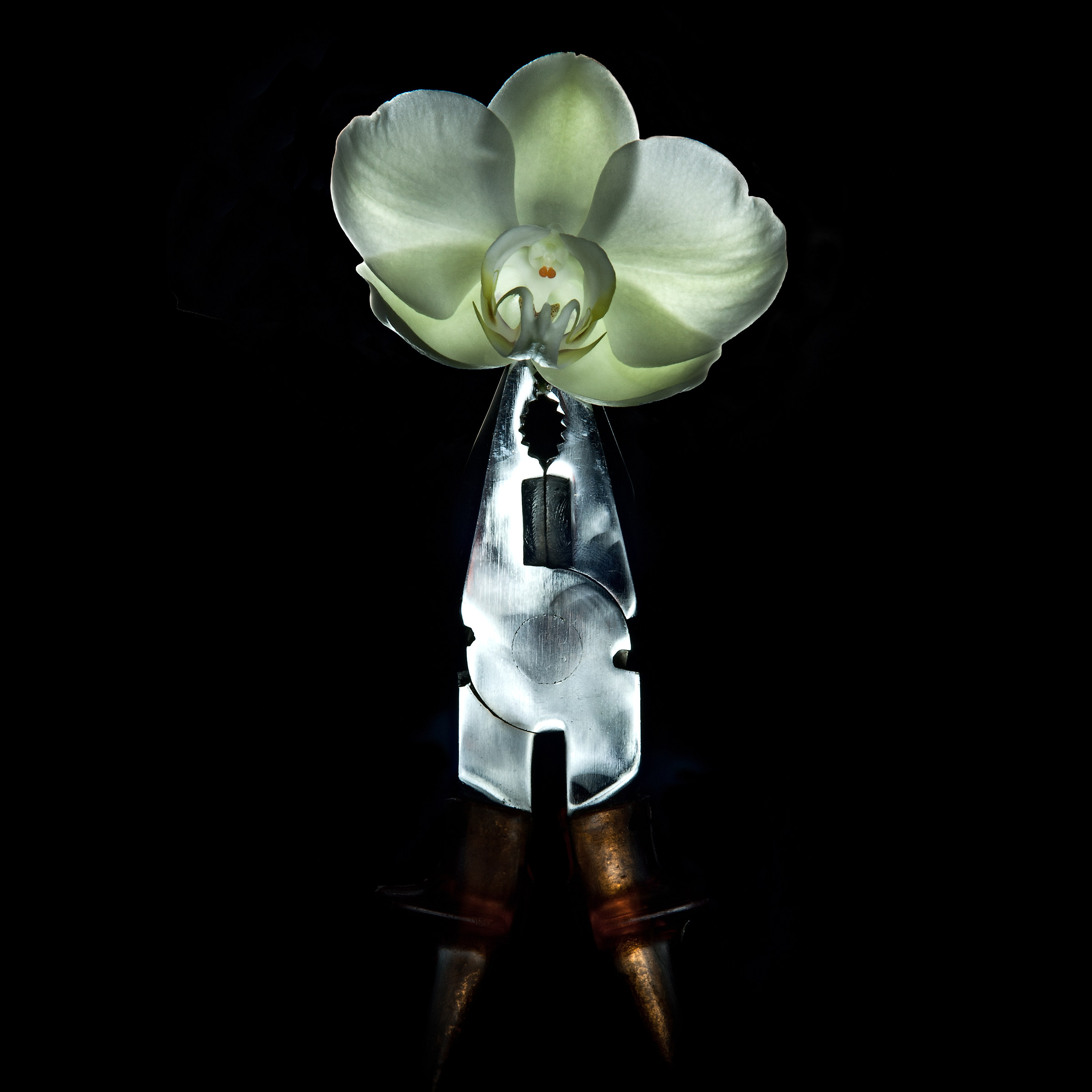 steelflowers nikon d300s tamron 17/50