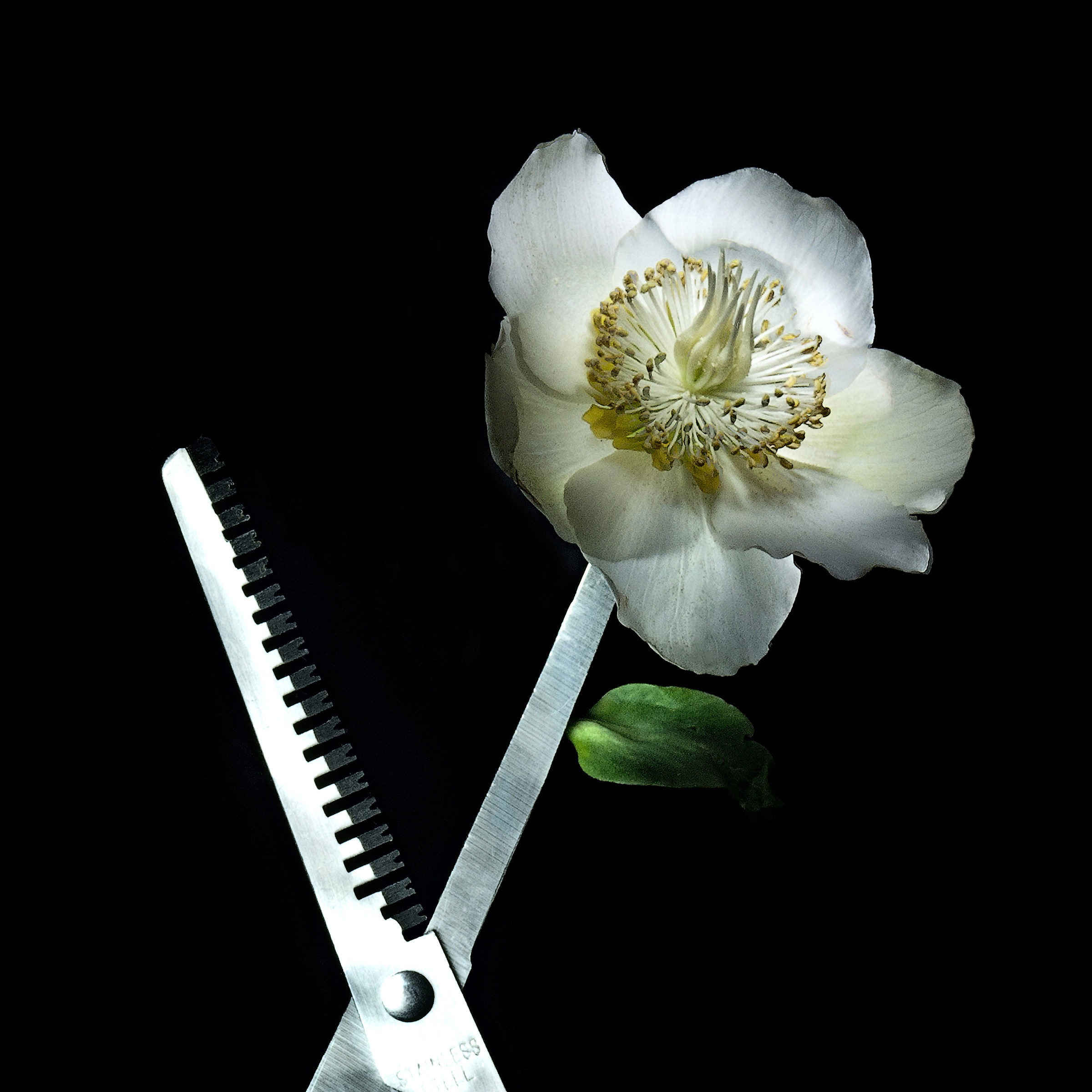 Steelflowers Nikon d300s Tamron 17/50