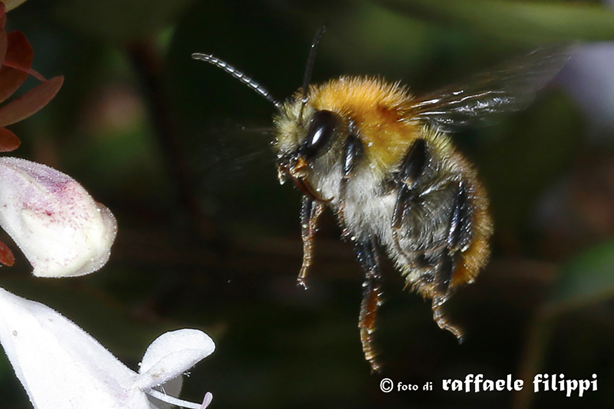 Bumblebee on landing